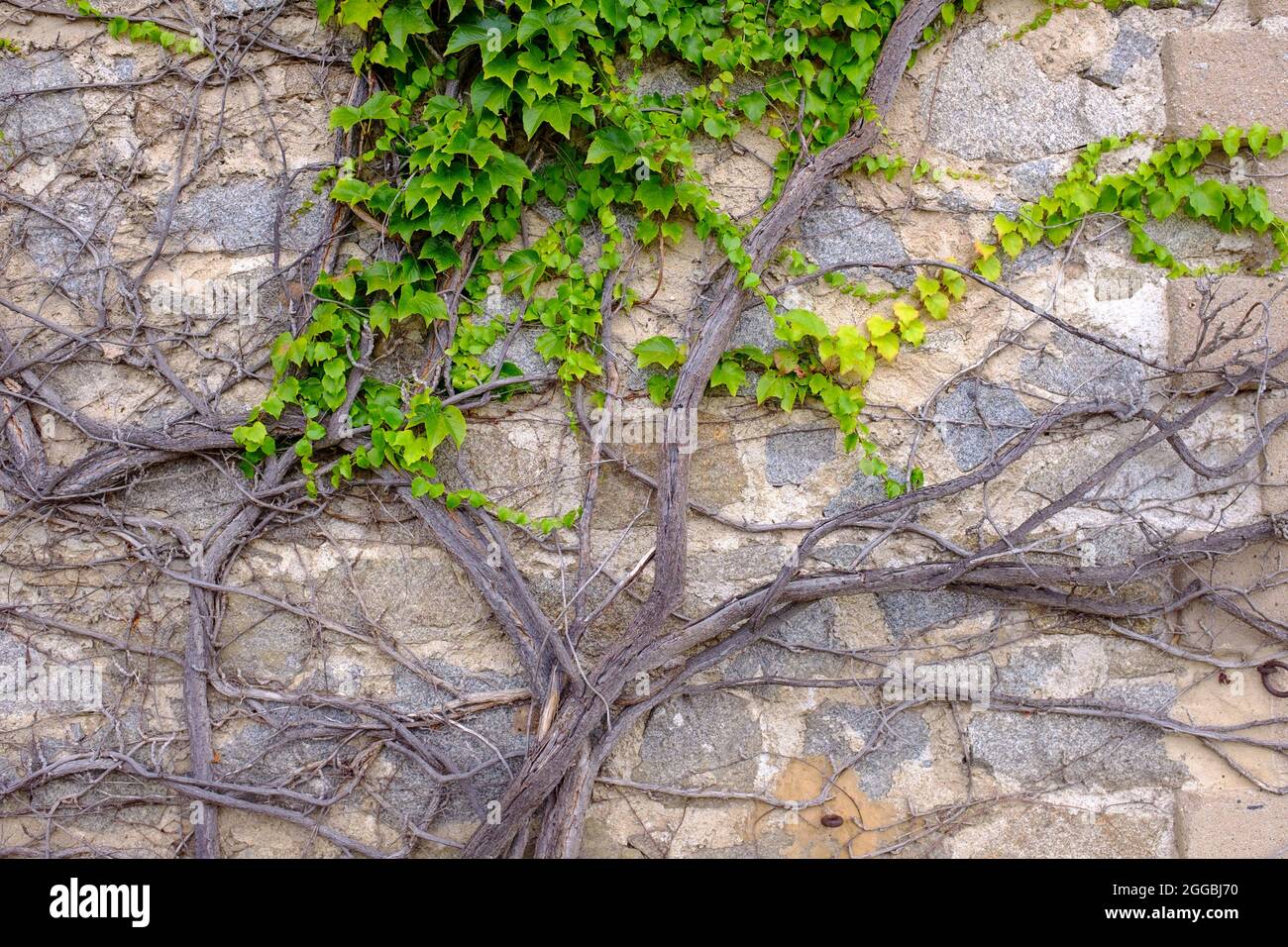 Im Spätsommer wachsen Rebstöcke an der Wand auf dem Haus in der Region Rhone-Alpes in Frankreich Stockfoto