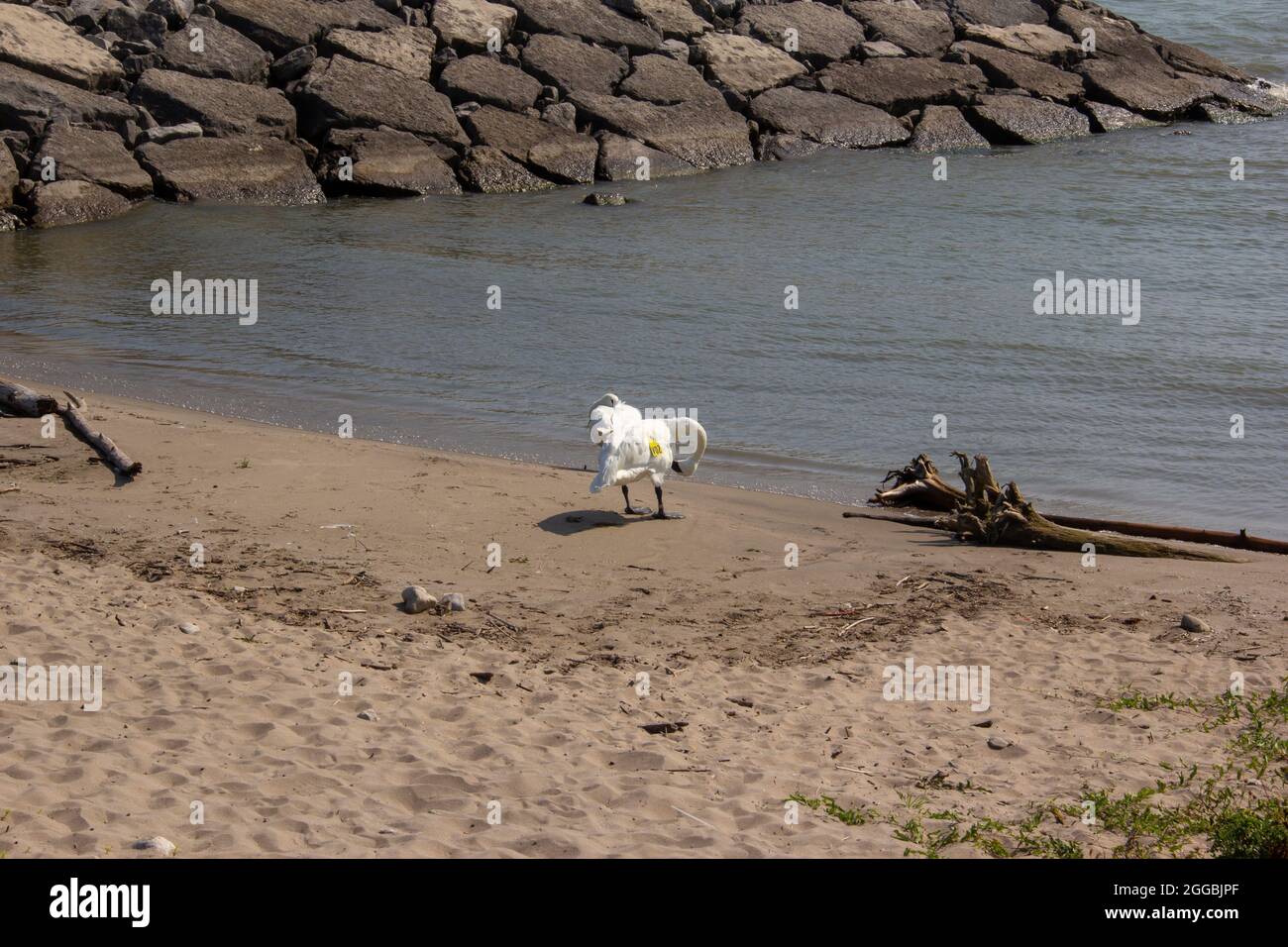 Zwei Schwäne, die sich am Strand aufmachen Stockfoto