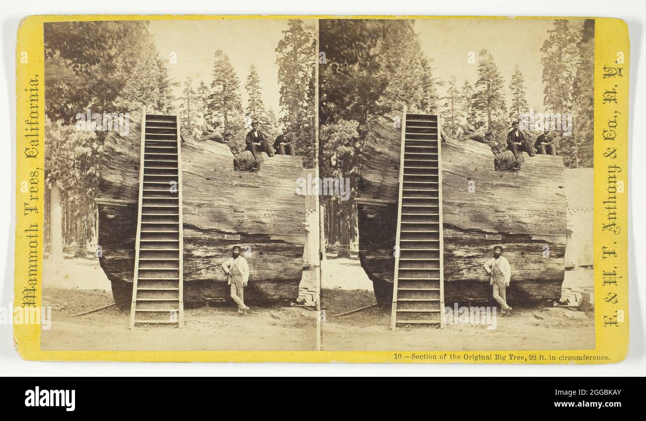 Ausschnitt des ursprünglichen großen Baumes, 92 Fuß im Umfang, 1870/71. [Männer und Frauen posieren auf einem riesigen Baumstamm]. Albumendruck, Stereokard, nein 10 aus der Serie "Mammoth Trees, California". Stockfoto