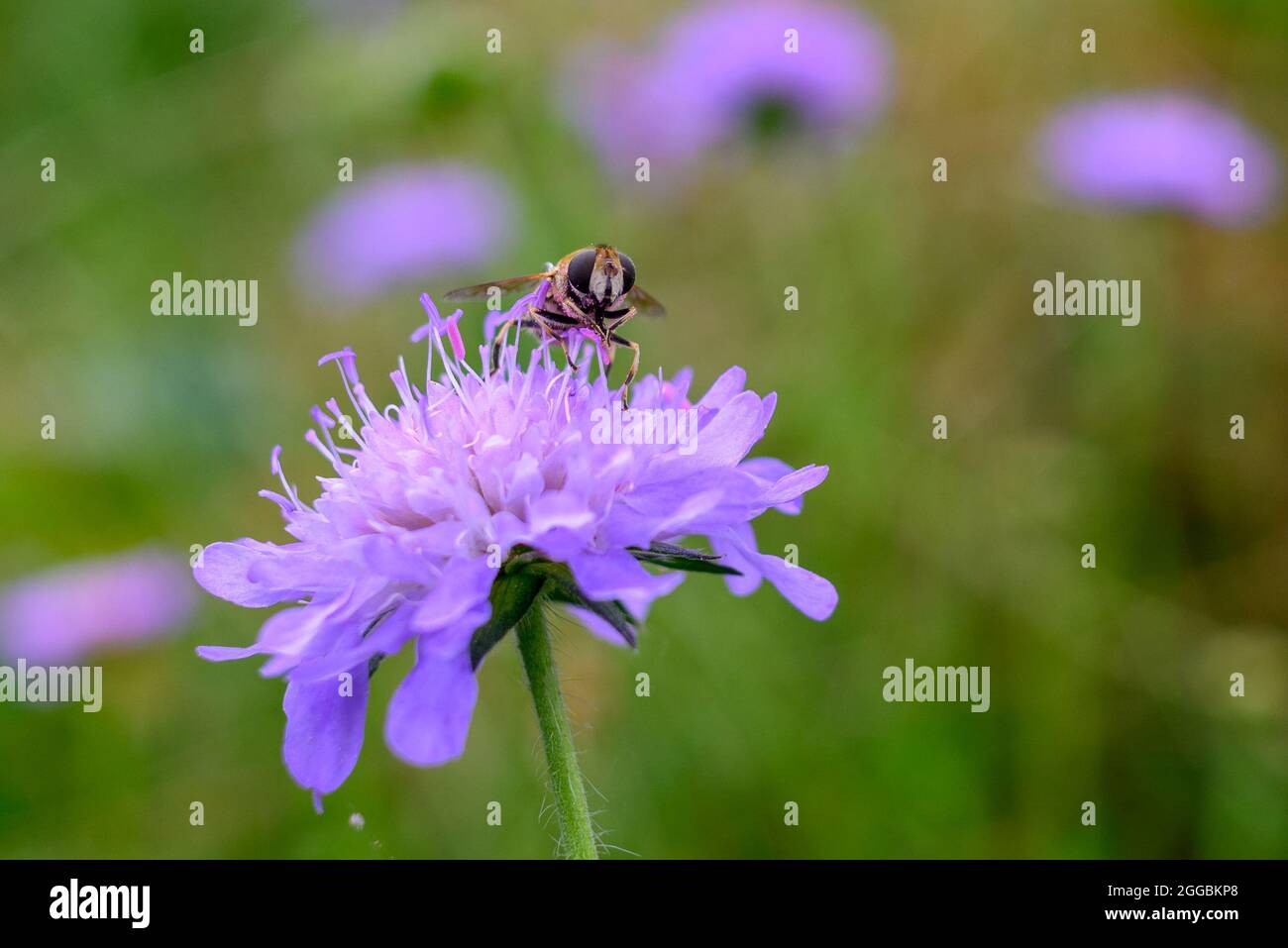 Schwebfliege (Syrphidae) auf dem lila Wildblumenfeld Scabious (Knautia Arvensis), im August, Spätsommer, Großbritannien Stockfoto