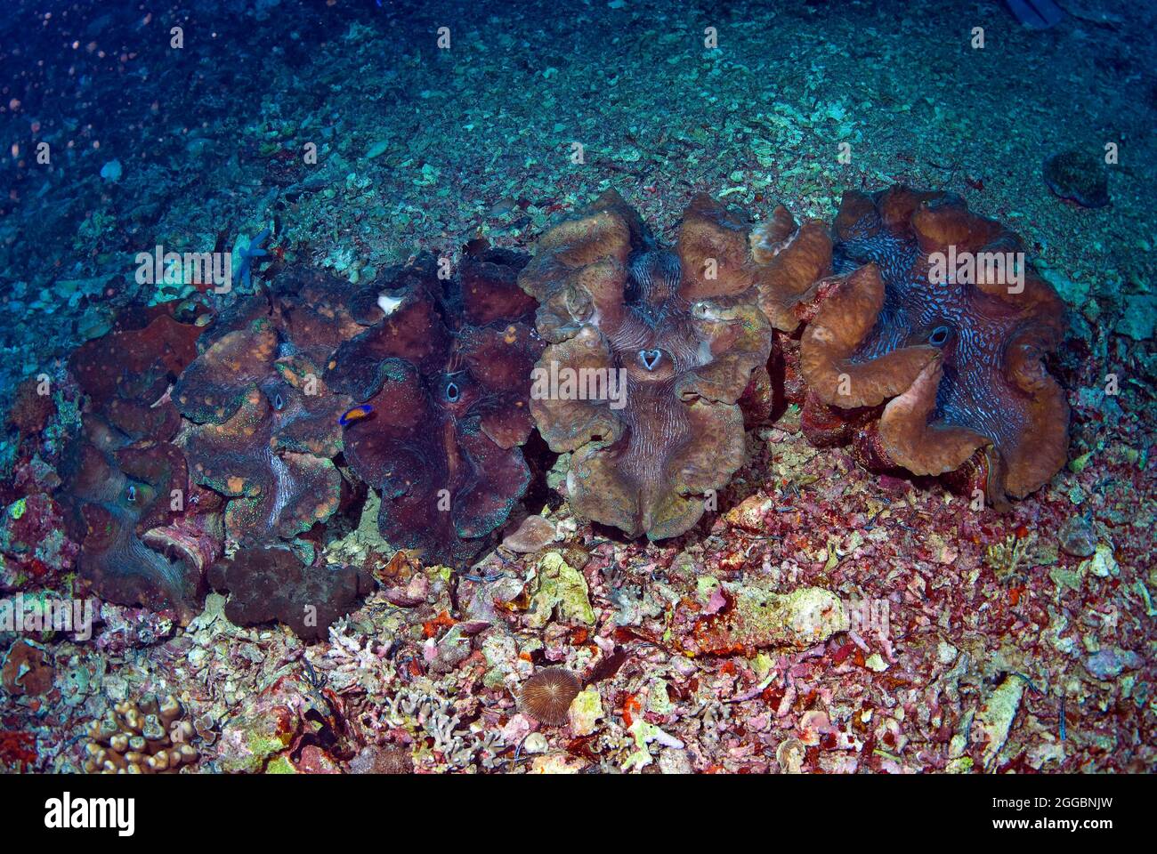 Fünf riesige tridacna-Muscheln, geschützt von lokalen Tauchern, Sulawesi, Indonesien Stockfoto