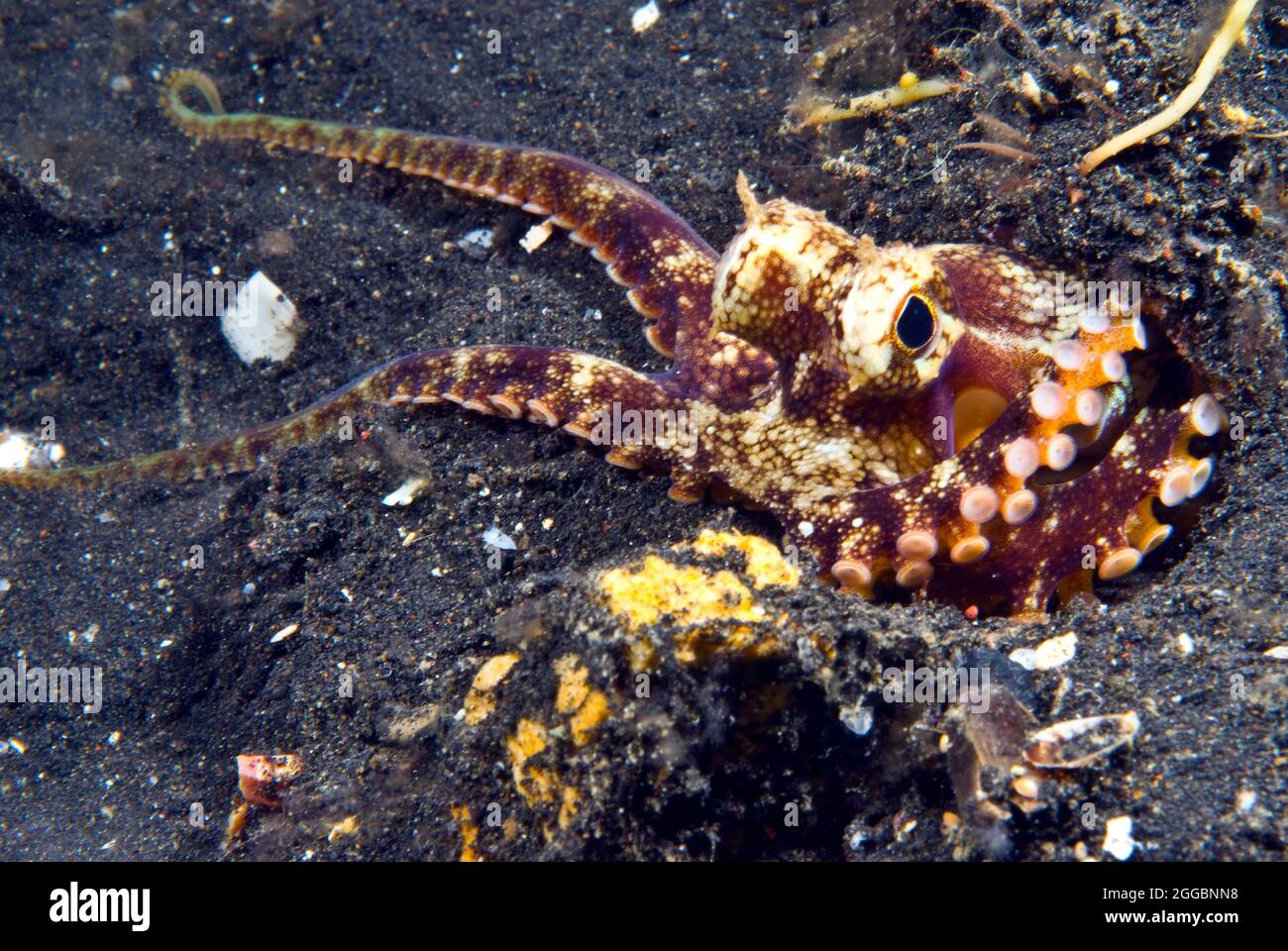 Octopus auf Nachttauchgang, Lembeh Straits, Sulawesi, Indonesien Stockfoto