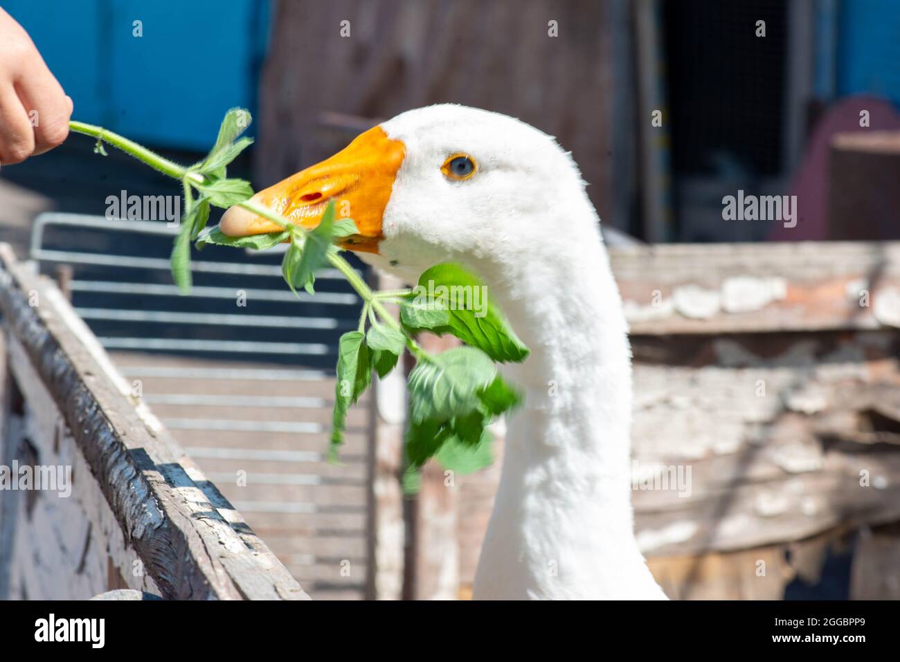 Ernsthafte weiße Gans, die Unkraut aus seinen Händen frisst Stockfoto