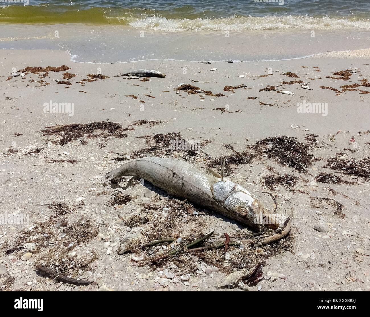 Ein paar der Tausenden von großen und kleinen Fischen, die an Sandstränden entlang Casey Key angeschwemmt wurden, nachdem sie an einer roten Flut im Golf von Mexiko an der Westküste von Florida, USA, gestorben waren. Eine rote Flut ist eine höher als normale Konzentration einer mikroskopischen Alge, die giftige Chemikalien produziert, die sowohl für das Leben im Meer als auch für den Menschen schädlich sind. Zusätzlich zu seinem unangenehmen Geruch kann eine rote Flut Giftstoffe in der Luft erzeugen, die bei Menschen mit schweren oder chronischen Atemwegserkrankungen wie Emphysem oder Asthma schwere Krankheiten verursachen. Rote Gezeiten wurden entlang der Golfküste Floridas bereits in den 1840er Jahren dokumentiert. Stockfoto