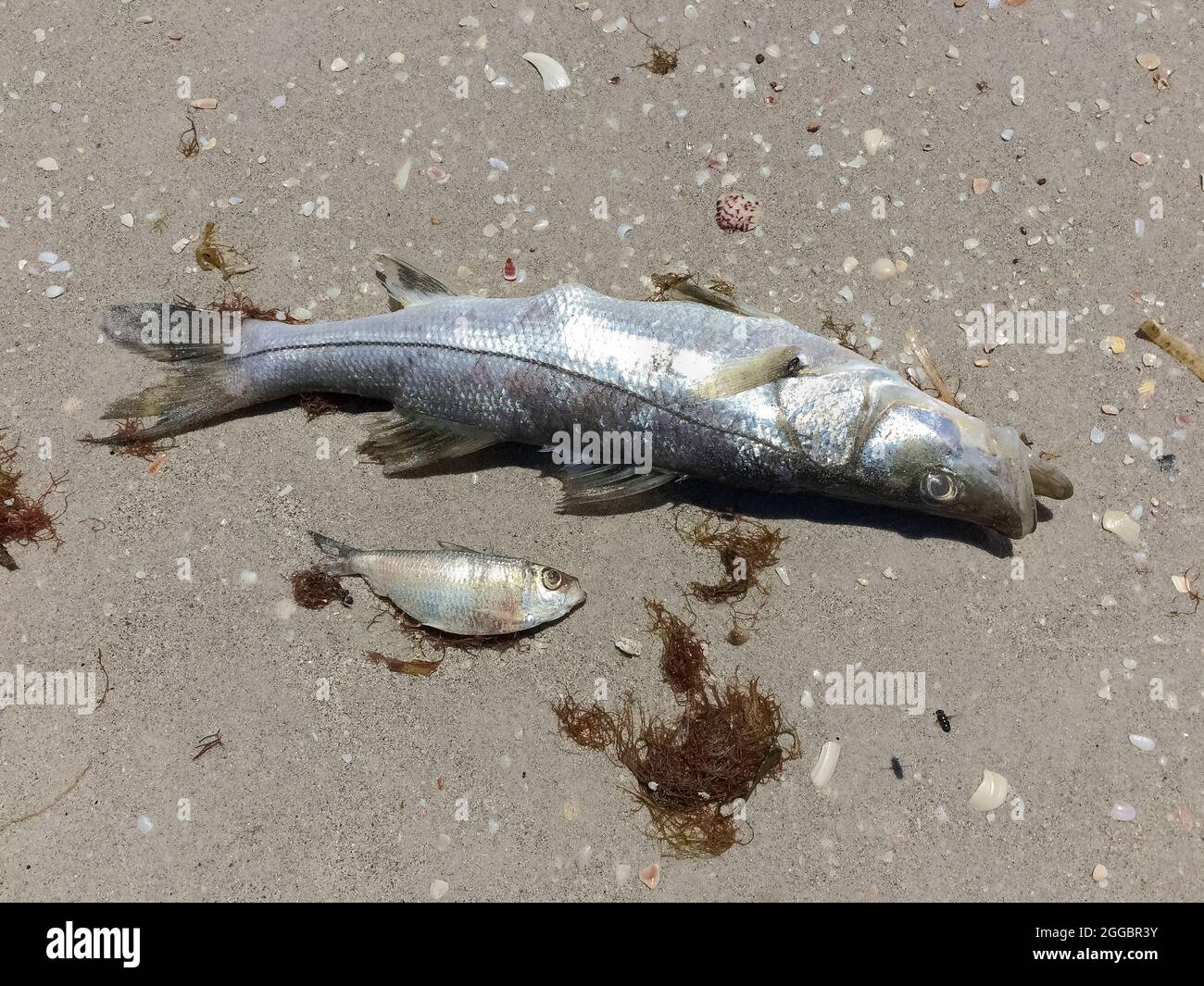 Eine Nahaufnahme von zwei der Tausenden von großen und kleinen Fischen, die an Sandstränden entlang Casey Key angeschwemmt wurden, nachdem sie an einer roten Flut im Golf von Mexiko an der Westküste Floridas, USA, gestorben waren. Eine rote Flut ist eine höher als normale Konzentration einer mikroskopischen Alge, die giftige Chemikalien produziert, die sowohl für das Leben im Meer als auch für den Menschen schädlich sind. Zusätzlich zu seinem unangenehmen Geruch kann eine rote Flut Giftstoffe in der Luft erzeugen, die bei Menschen mit schweren oder chronischen Atemwegserkrankungen wie Emphysem oder Asthma schwere Krankheiten verursachen. Seit den 1840er Jahren sind die roten Gezeiten entlang der Golfküste Floridas dokumentiert. Stockfoto