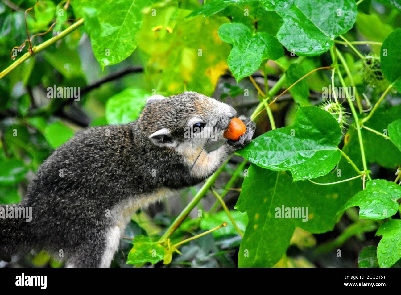 Nahaufnahme eines Eichhörnchens Stockfoto