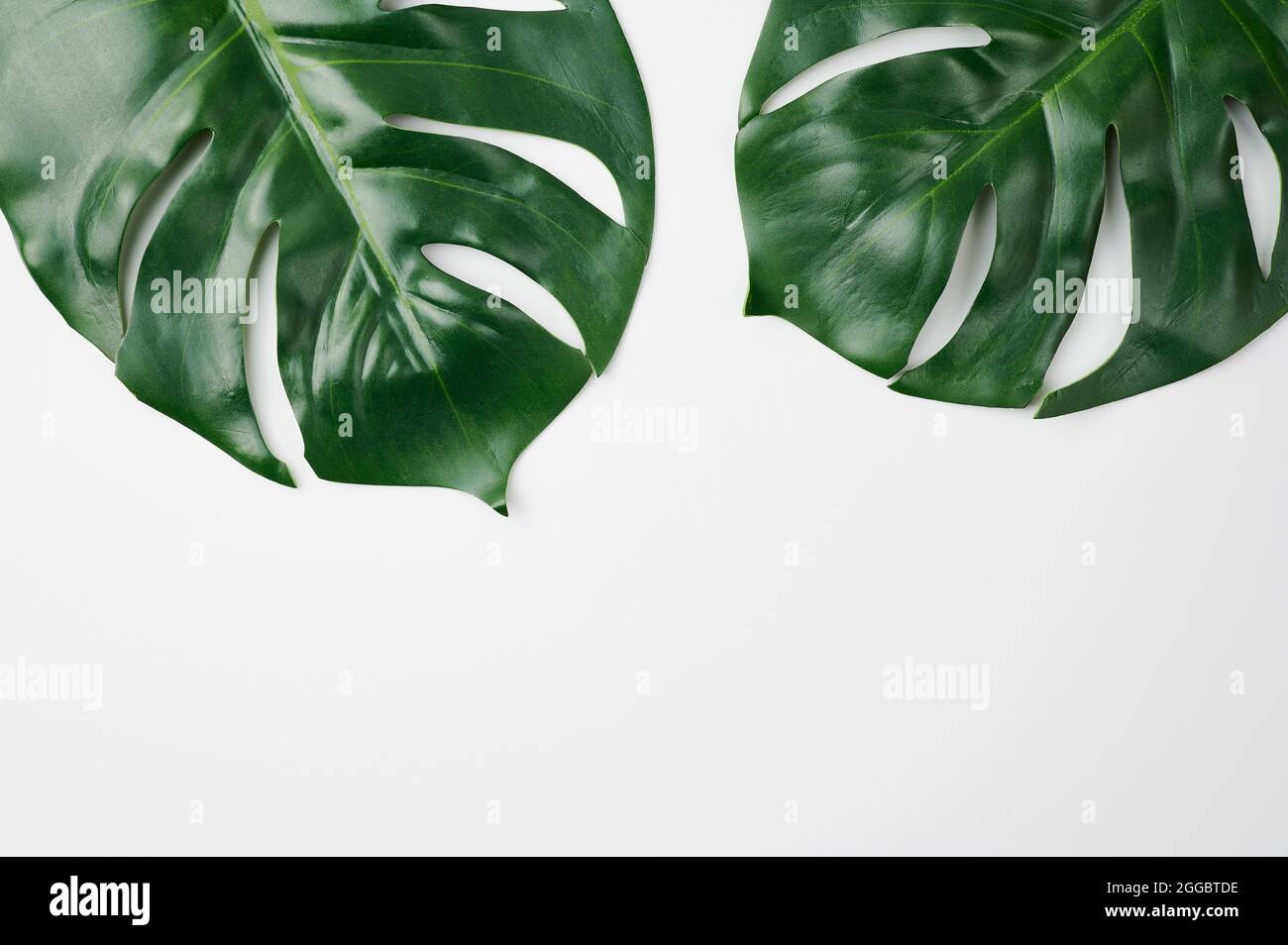 Tropische Blätter der Monstera-Pflanze vor weißem Hintergrund Stockfoto