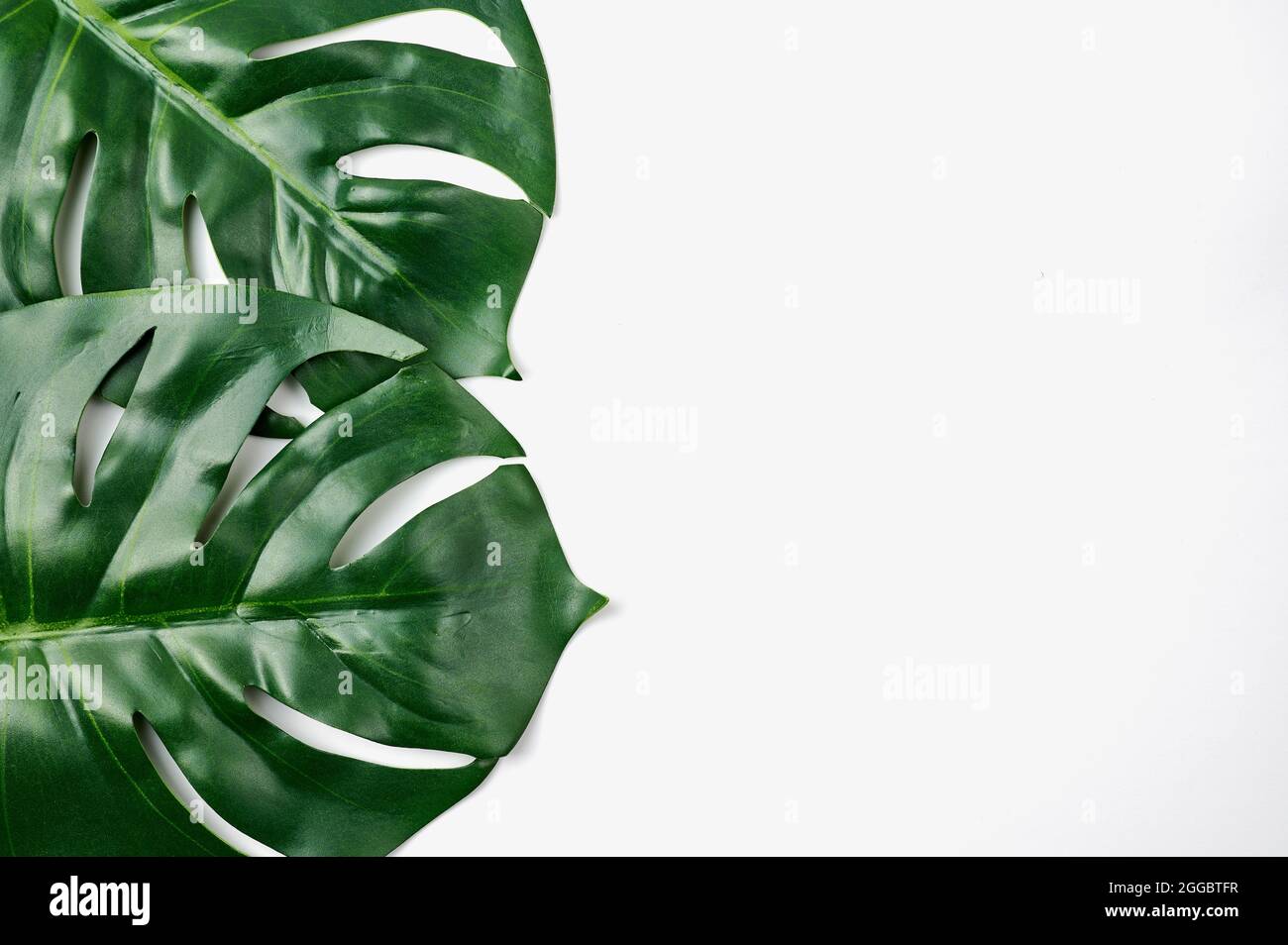 Tropische Blätter der Monstera-Pflanze vor weißem Hintergrund Stockfoto
