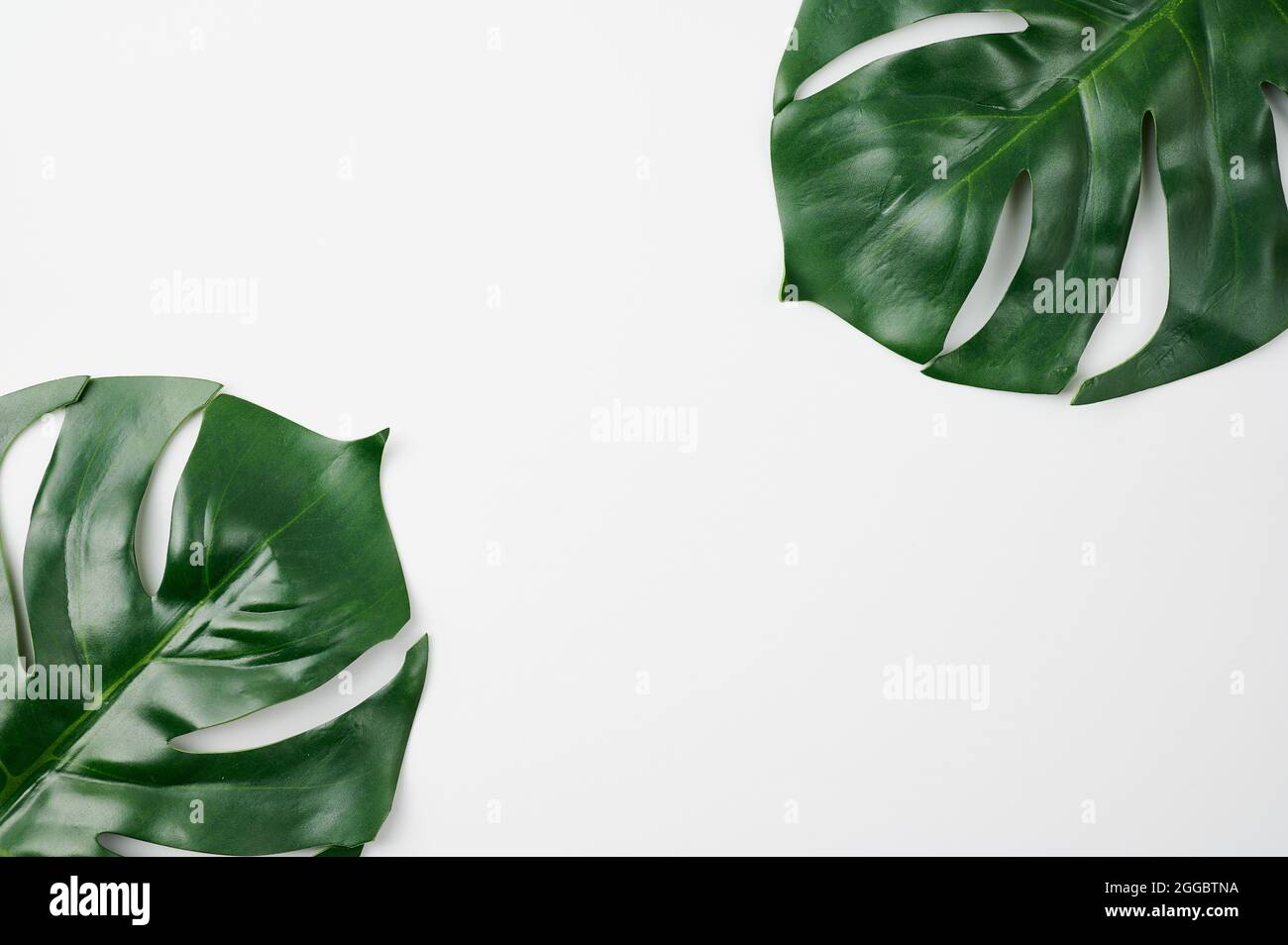 Tropische Blätter der Monstera-Pflanze vor weißem Hintergrund Stockfoto