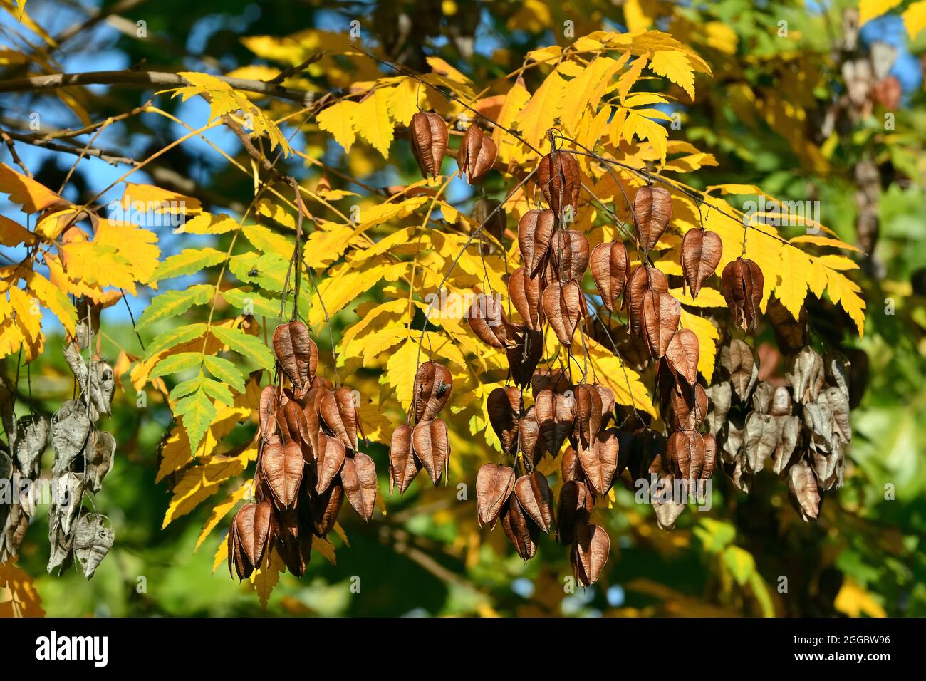 Goldenrain Baum, China Baum, Blasenesche, Koelreuteria paniculata, csörgőfa Stockfoto