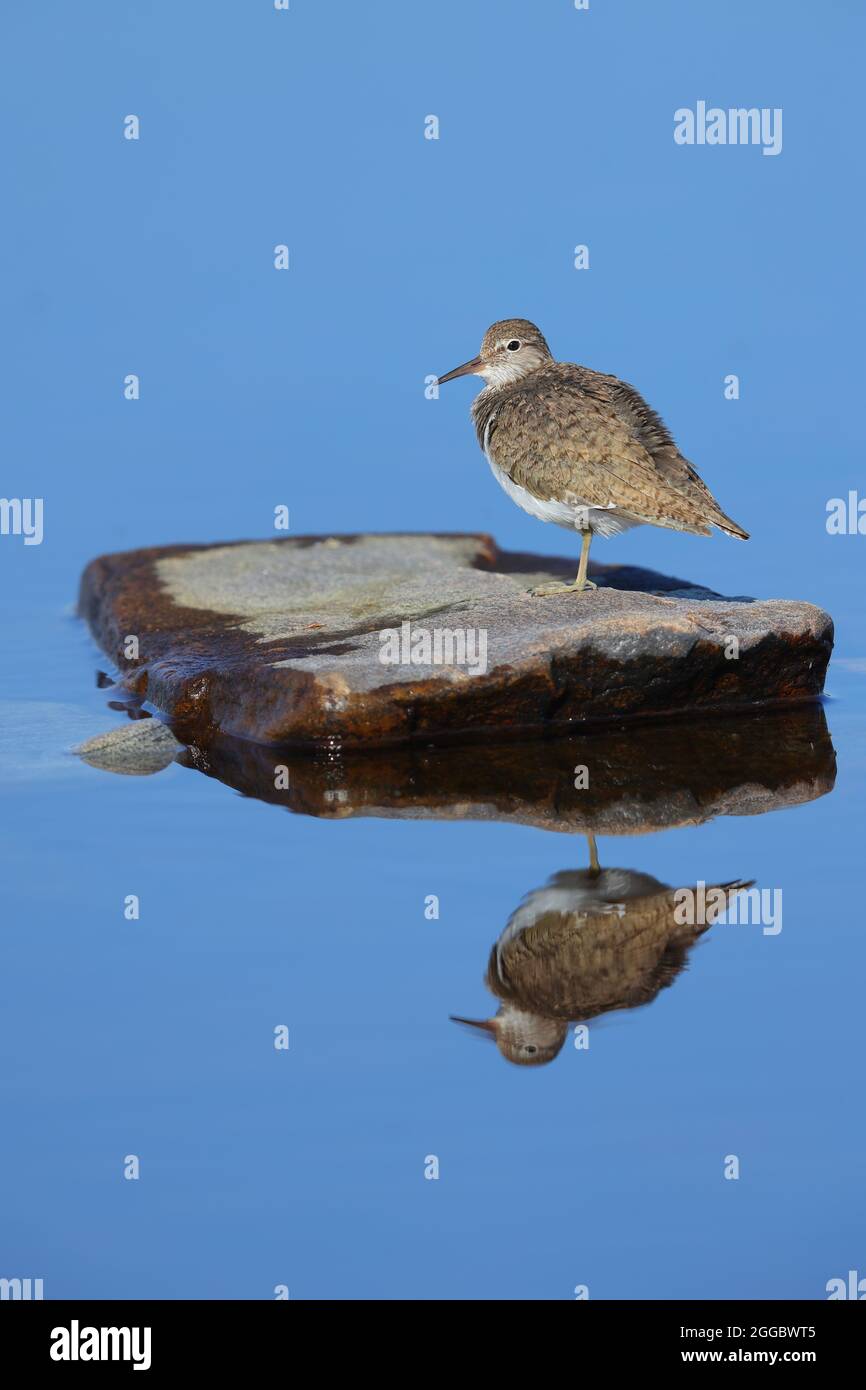 Ein erwachsener Sandpiper (Actitis hypoleucos) in der Zucht von Gefieder am Ufer eines schottischen lochs Stockfoto