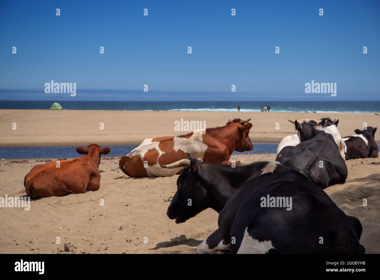 Kühe und Stiere liegen an einem sonnigen Sandstrand Stockfoto