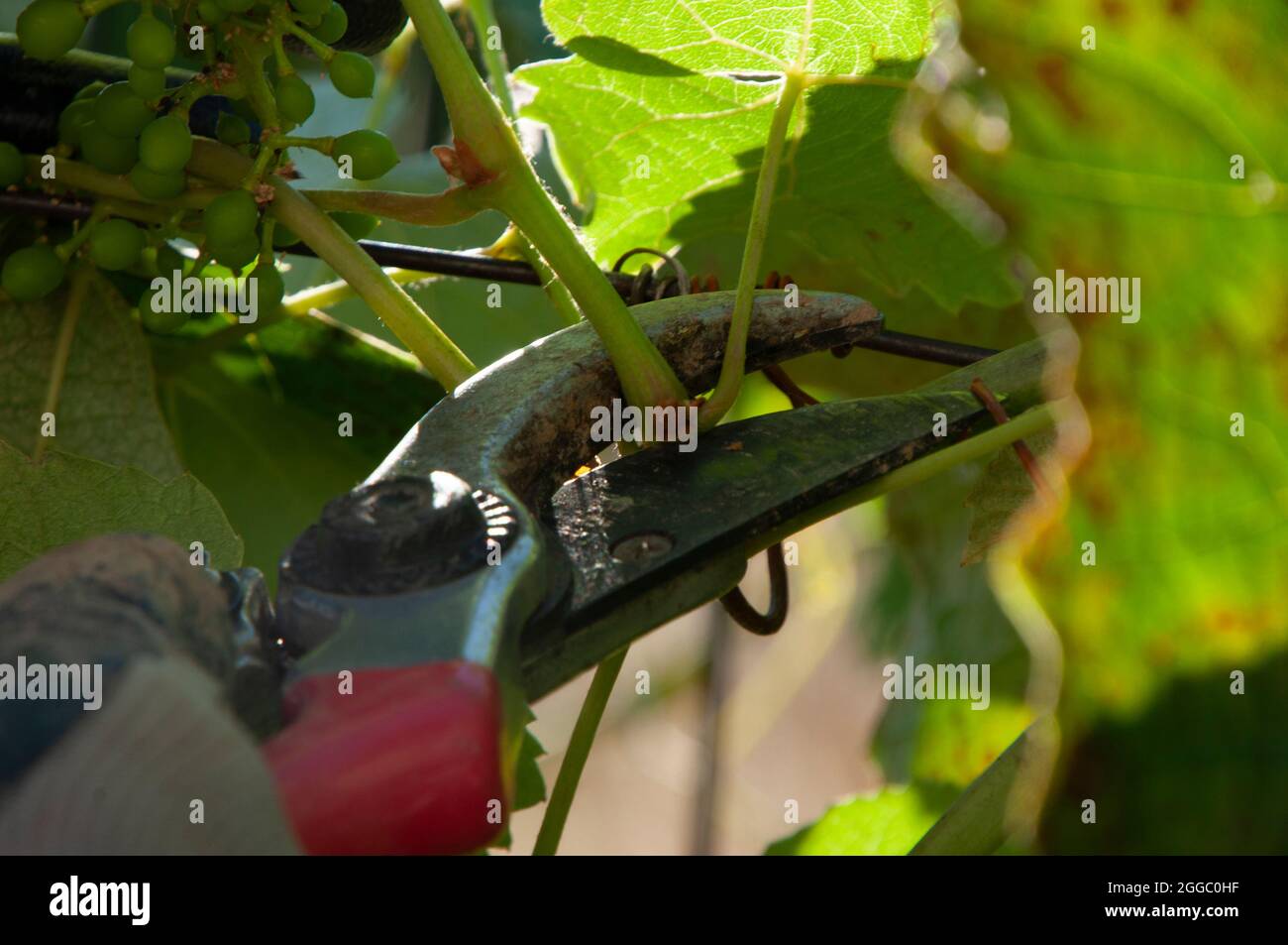 Pflege der Weinberge, Entfernen unnötiger Triebe und Zweige von der Rebe, um die Erträge zu erhöhen.Beschneiden unnötiger Reben mit Gartenloppern oder einem Rebschnitt. Stockfoto