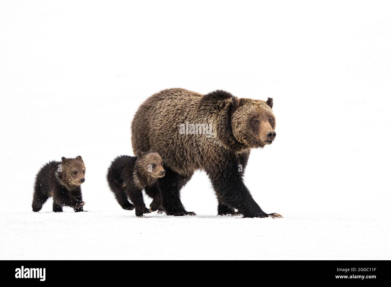 Grizzly Bear Stockfoto