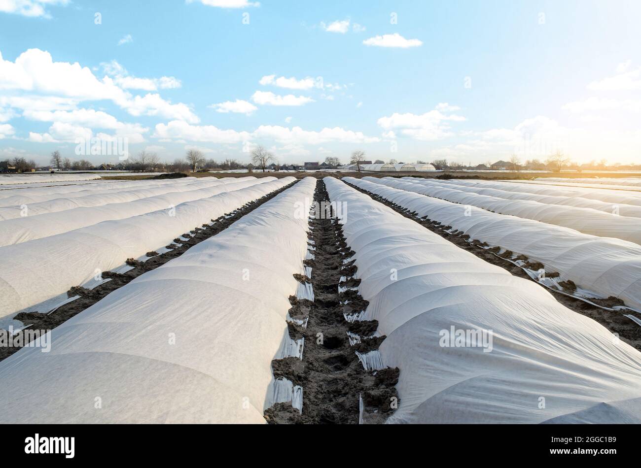 Das Feld für die Kartoffelplantage auf dem Bauernhof ist mit Spinnvlies-Spinnvlies-Agrargewebe bedeckt. Erzeugen Sie einen Treibhauseffekt. Früher Kartoffeln, Pflege und PR Stockfoto