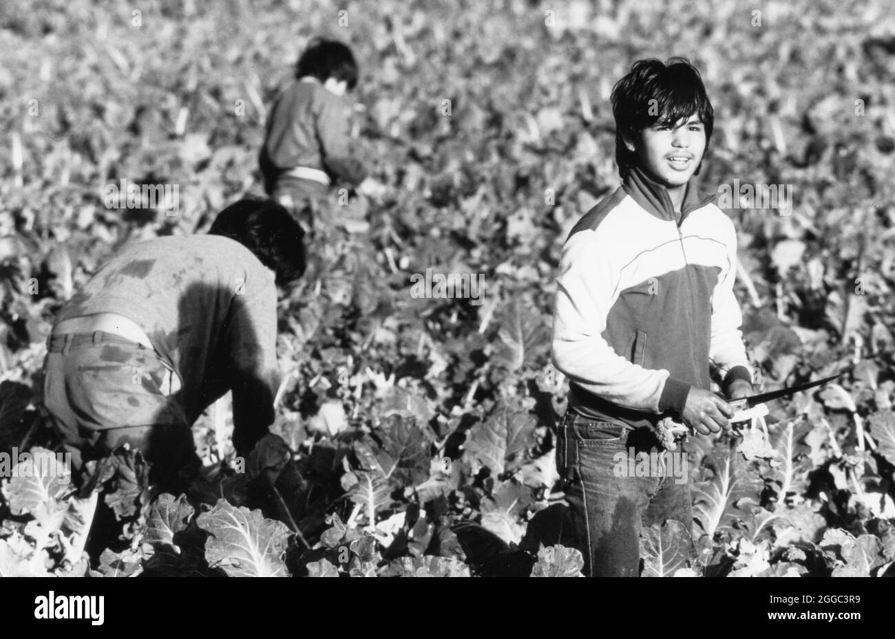©1988 Wanderarbeiter, die Brokkoli im Rio Grande Valley, Texas, ernten Stockfoto