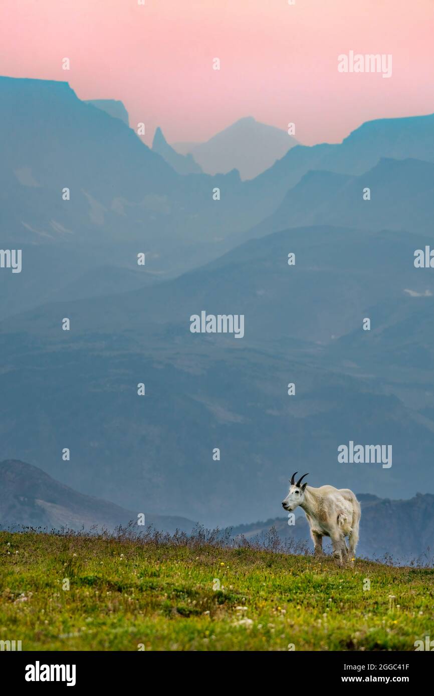 Bergziege Stockfoto