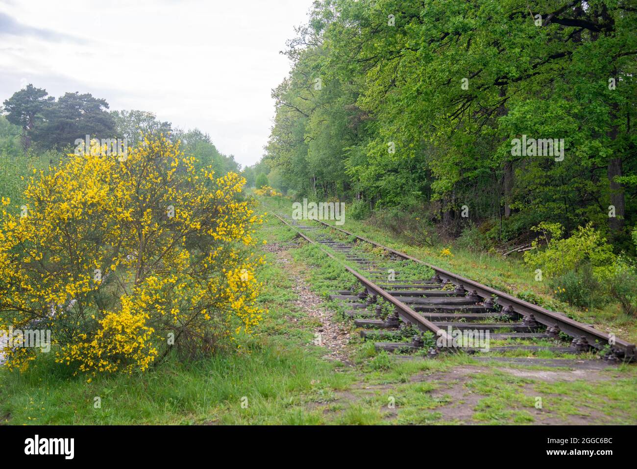 Alte verrostete Eisenbahnstrecke in Holz in Gelderland, Holland Stockfoto