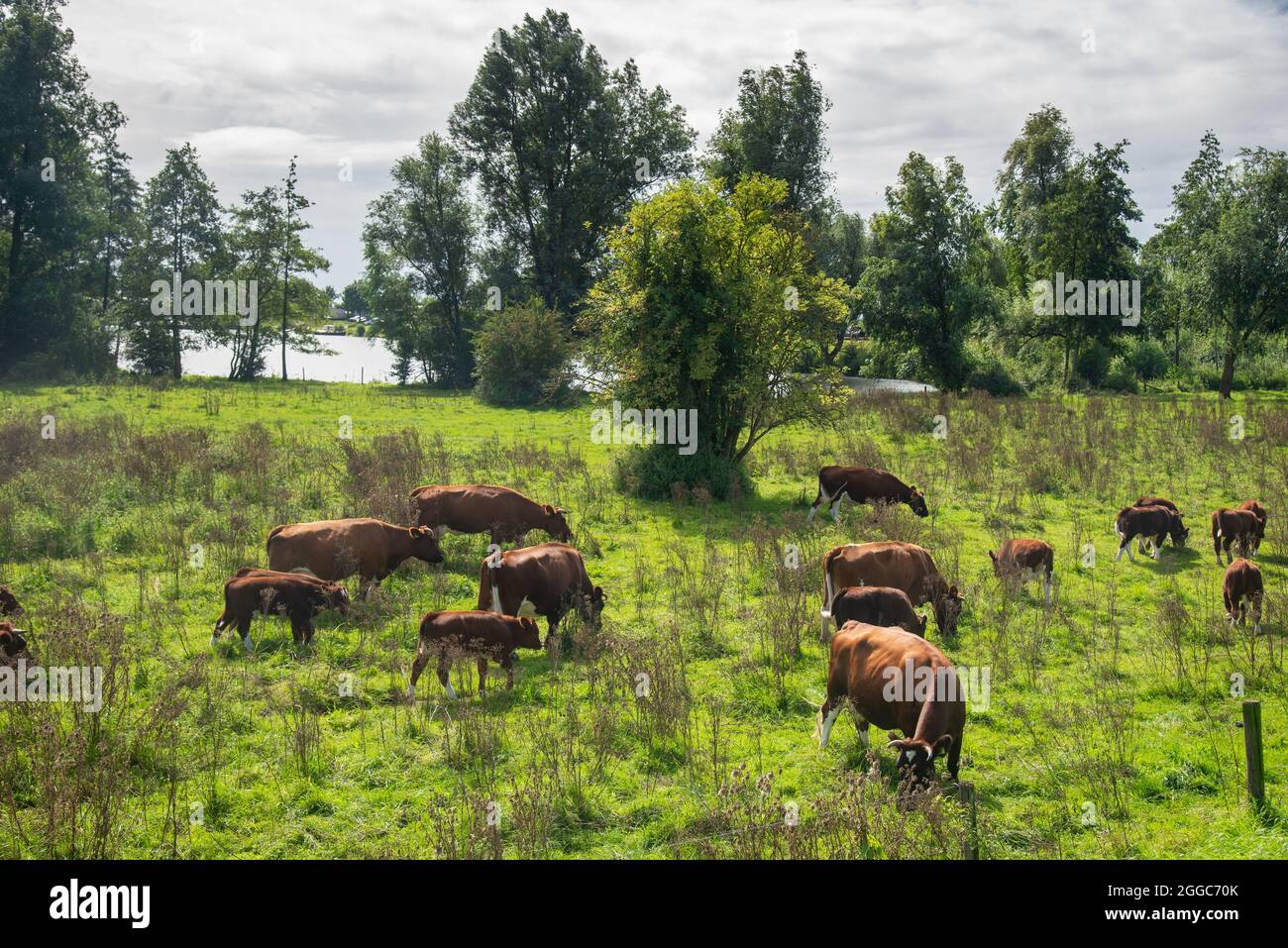 Authentisches Brandrode-Vieh in der Aue in der Nähe des großen Flusses Maas, Holland Stockfoto