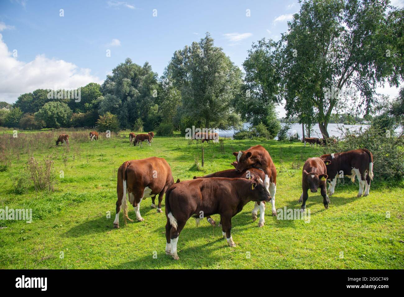 Authentisches Brandrode-Vieh in der Aue in der Nähe des großen Flusses Maas, Holland Stockfoto