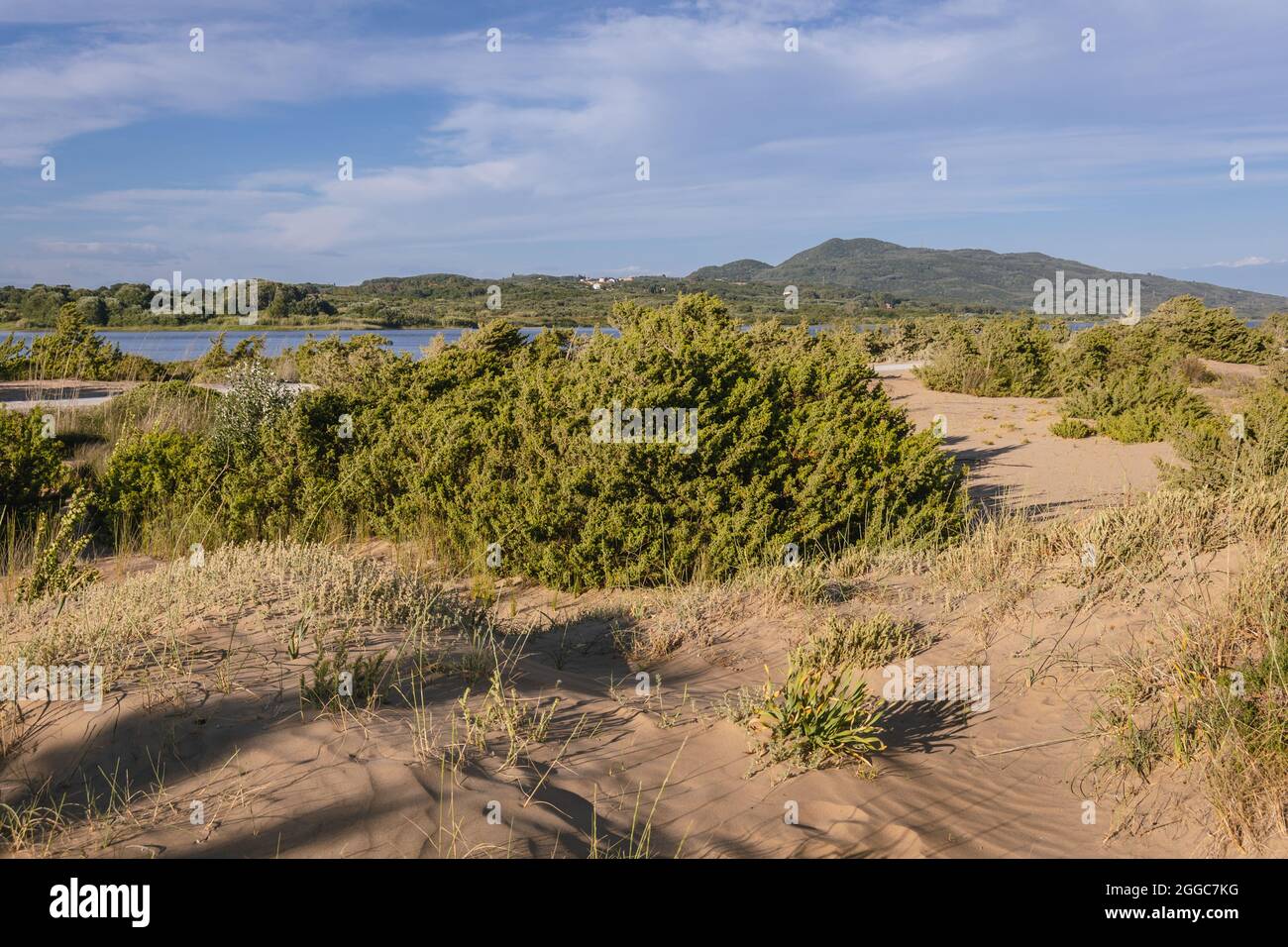 Pflanzen auf Dünen über der Küstenlagune Korission im südlichen Teil der griechischen Insel Korfu, im Ionischen Meer Stockfoto