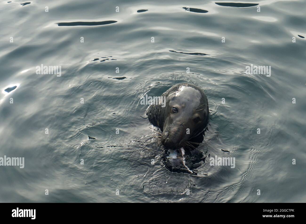 Seal in Harbor Fisch essen Stockfoto