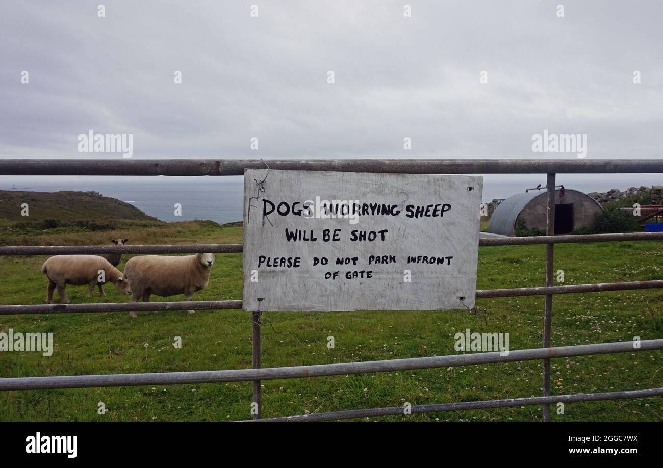 Hunde, die sich Sorgen um Schafe machen, werden beschossen Stockfoto