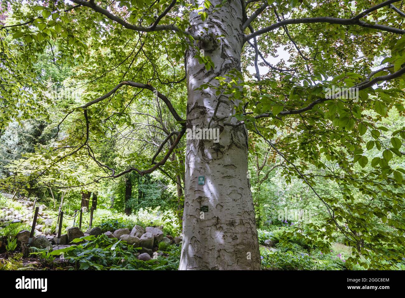 Fagus sylvatica f. Purpurea-Baum, allgemein Europäische Buche oder gemeine Buche genannt Stockfoto