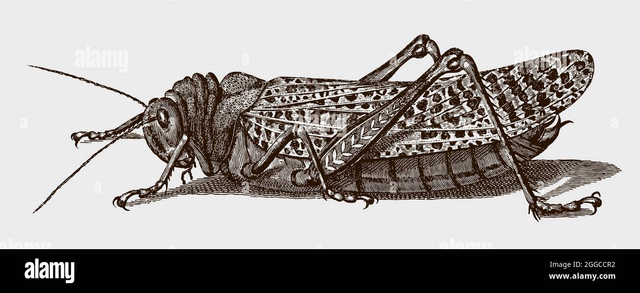 Riesige Rotflügelgrasschrecke, Tropidacris cristata in der Profilansicht. Illustration nach antikem Stich aus dem frühen 19. Jahrhundert Stock Vektor