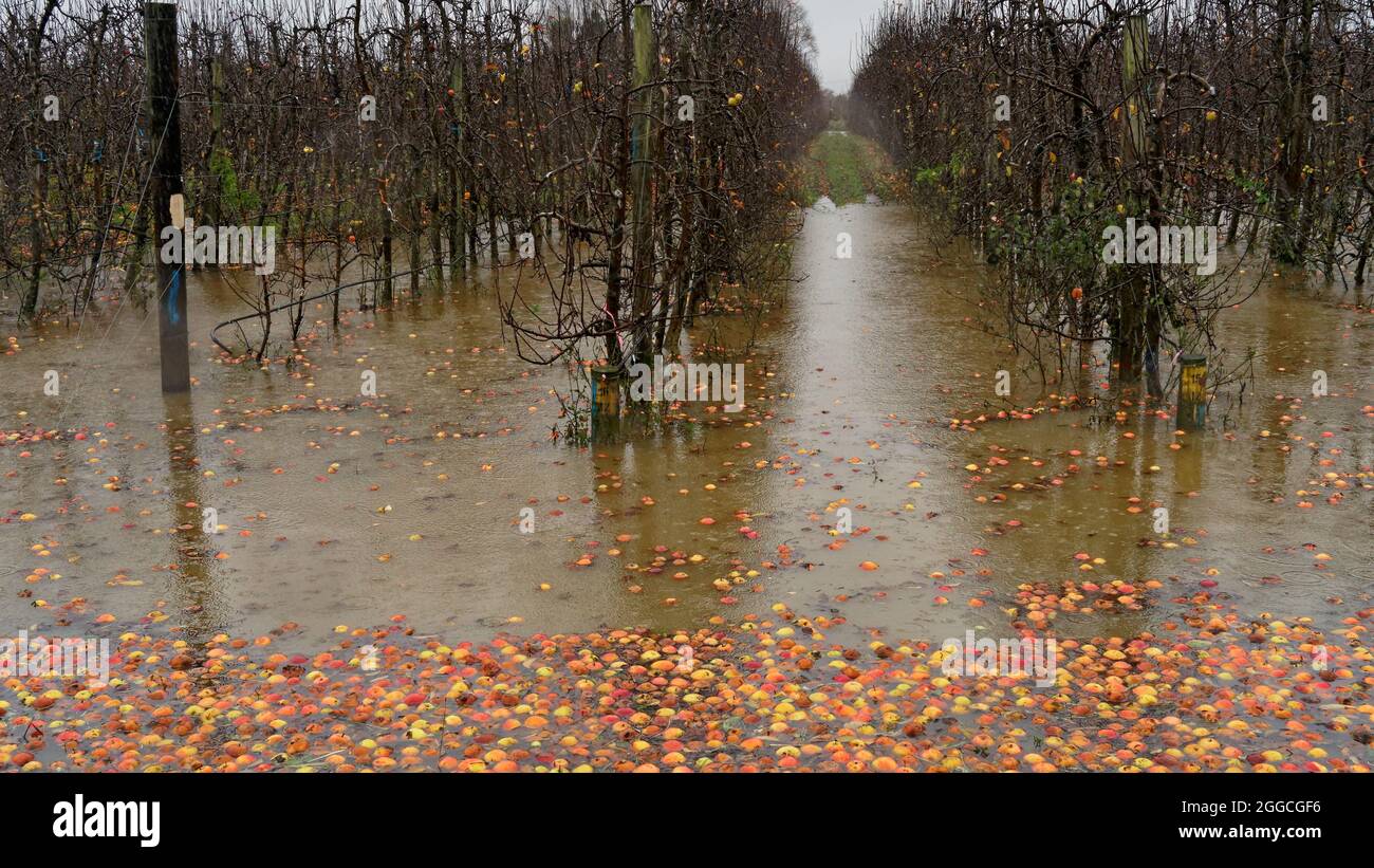 Motueka, Tasman Region/Neuseeland - 17. Juli 2021: Überschwemmter Obstgarten in Motueka, Äpfel taumeln im Hochwasser. Stockfoto