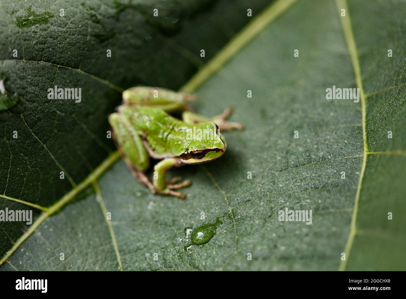 Nahaufnahme des Froschgesichtes auf nativem Feigenbaumblatt Stockfoto