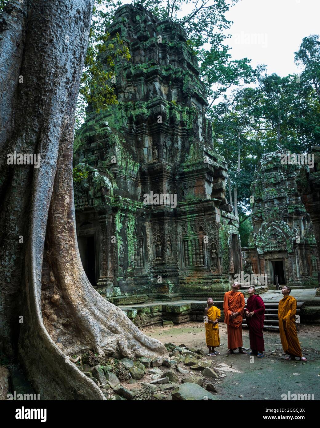 Buddhistische Mönche in Safranroben bewundern die riesigen Baumwurzeln mit lebendigen Farben des Ta Prohm Tempels, des Angkor Wat Komplexes, des Juwels Kambodschas. Stockfoto