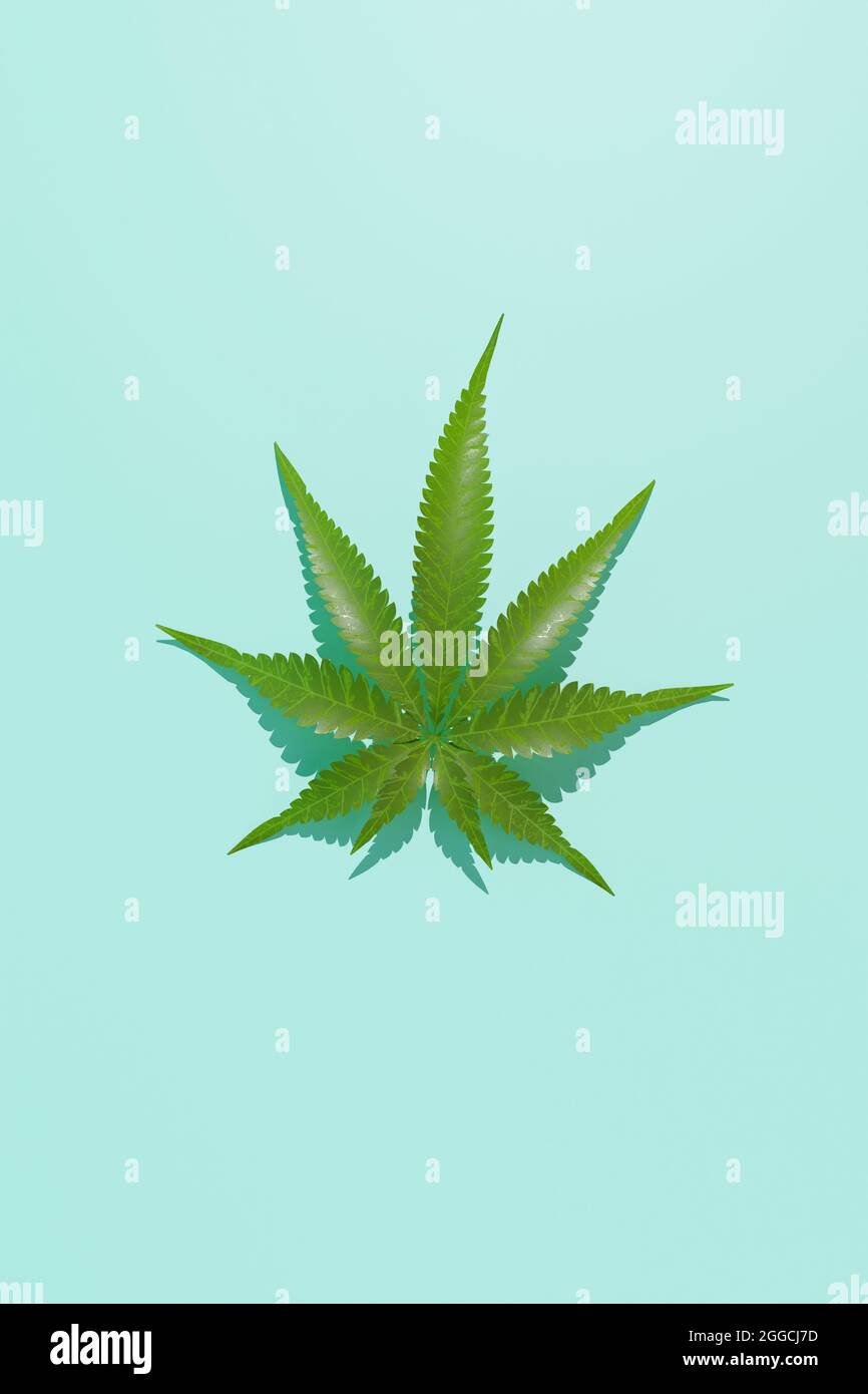 Grüne Hanfblätter auf blauem Hintergrund. 3d-Rendertextur. Stockfoto