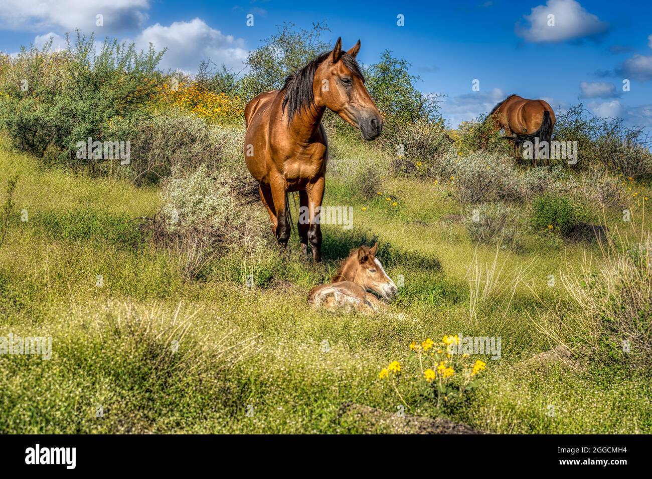 Salt River Wild Horses in Tonto National Forest in der Nähe von Phoenix, Arizona. Stockfoto