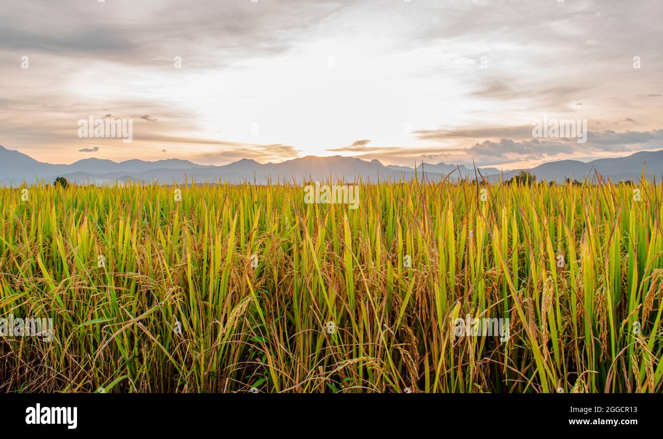 Reisfeld und Himmel Hintergrund am Morgen bei Sonnenaufgang. Stockfoto