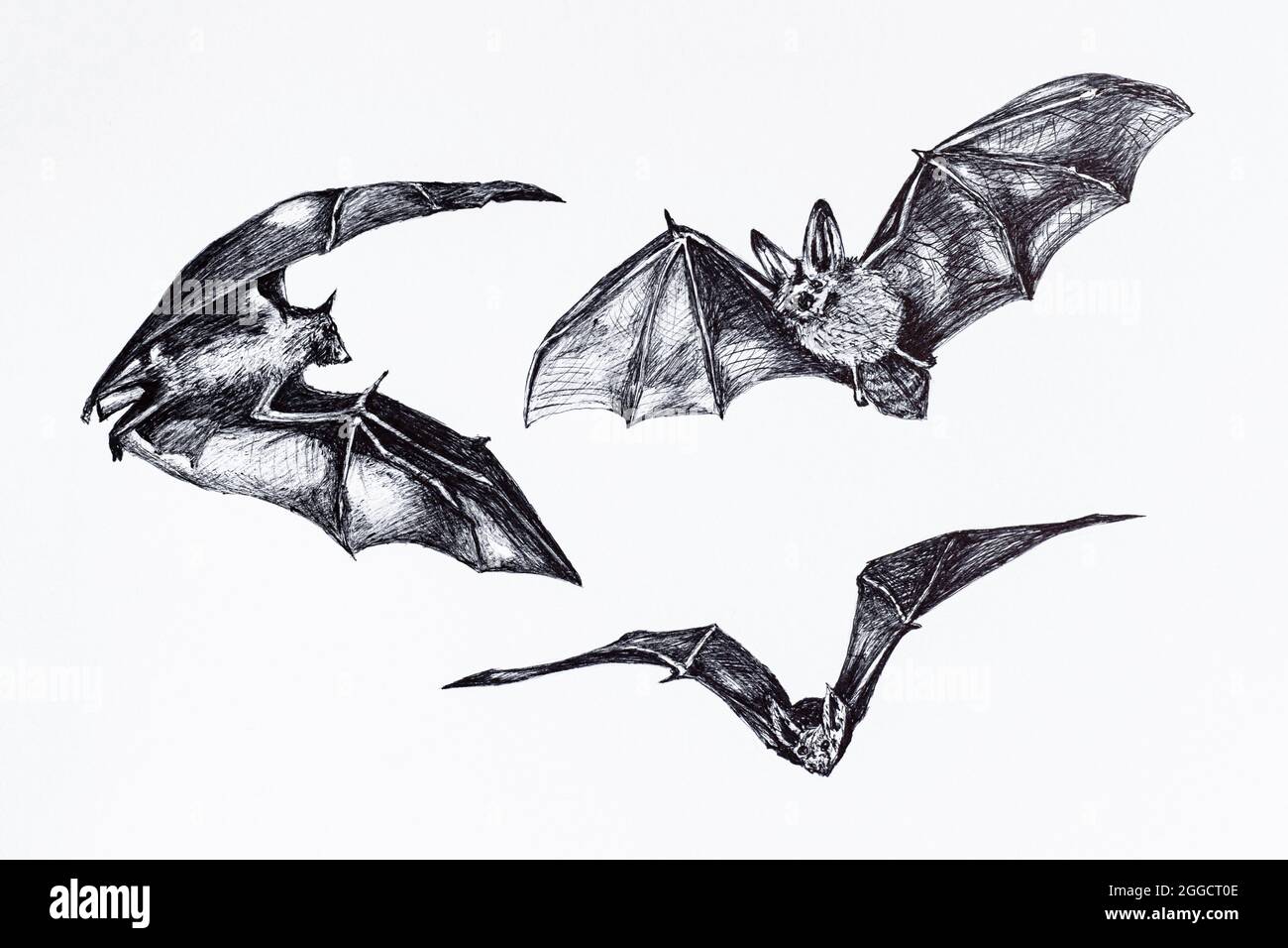 Sammlung Skizze der Fledermäuse. Handzeichnung der fliegenden Fledermaus, Fledermaus, die kopfüber auf weißem Hintergrund hängt. Stockfoto