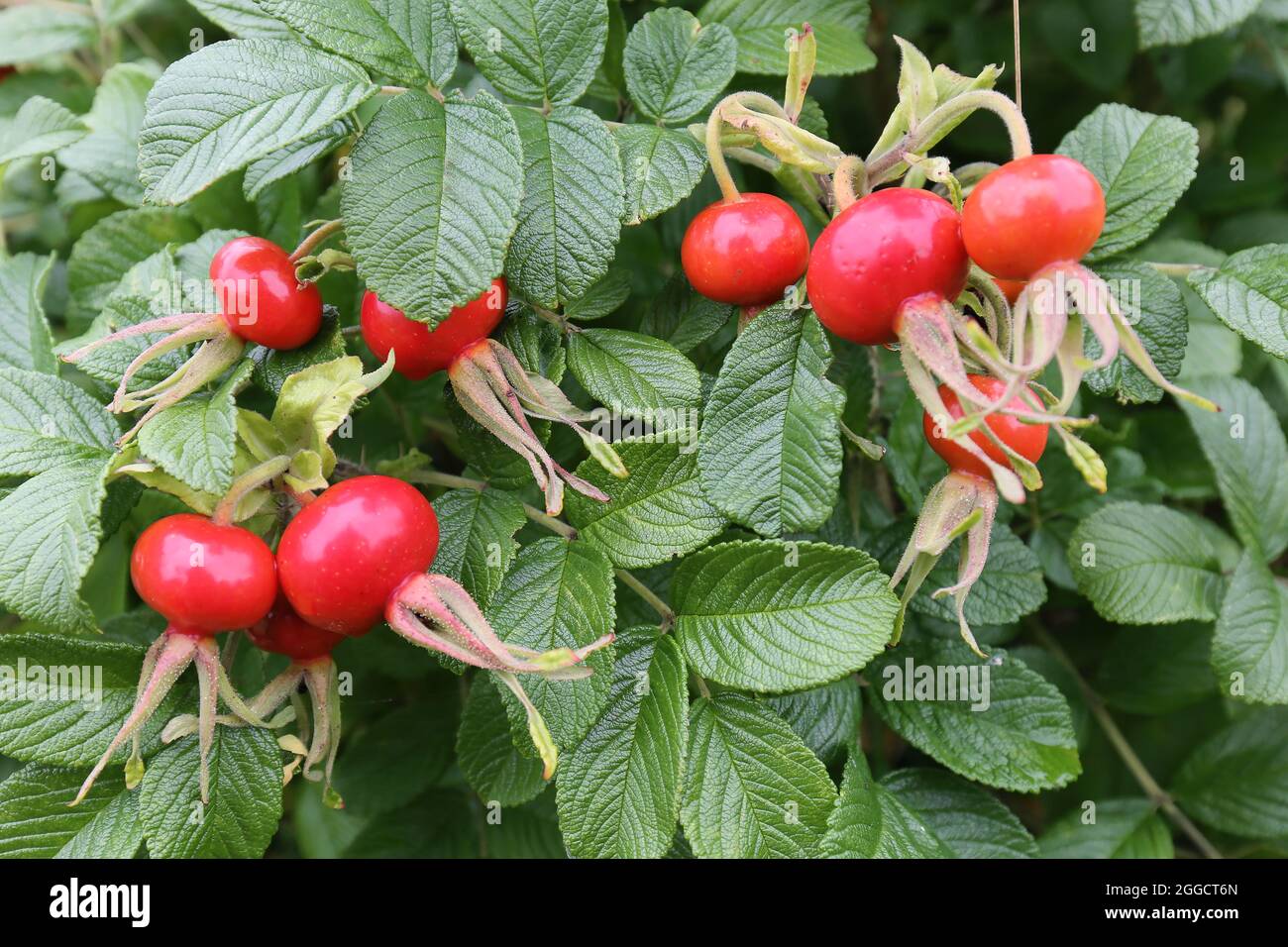 Hagebuttenbusch mit roten Früchten. Reife Hagebutte Stockfoto