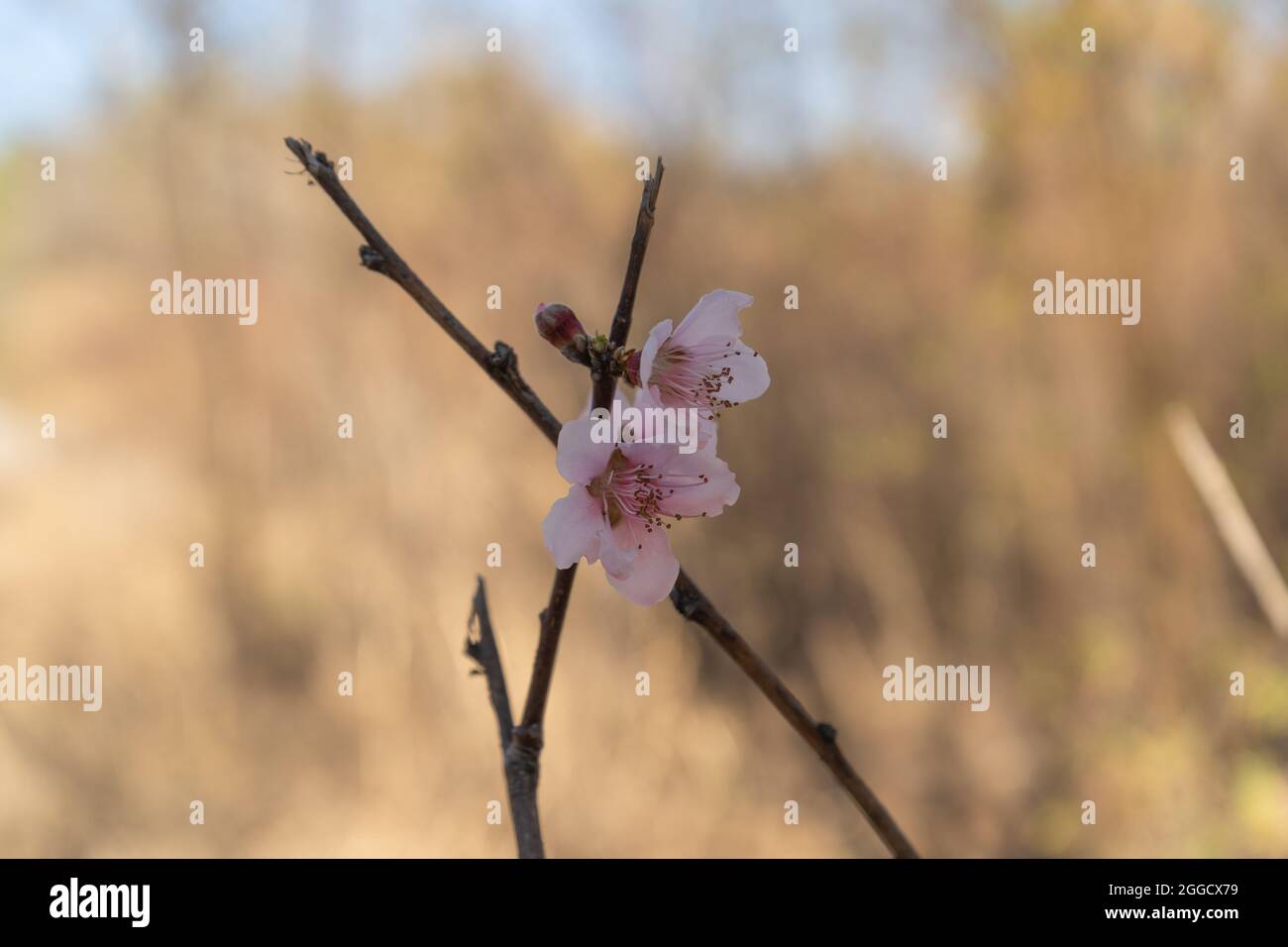 Zweig mit Pfirsichblüten. Nahaufnahme Stockfoto