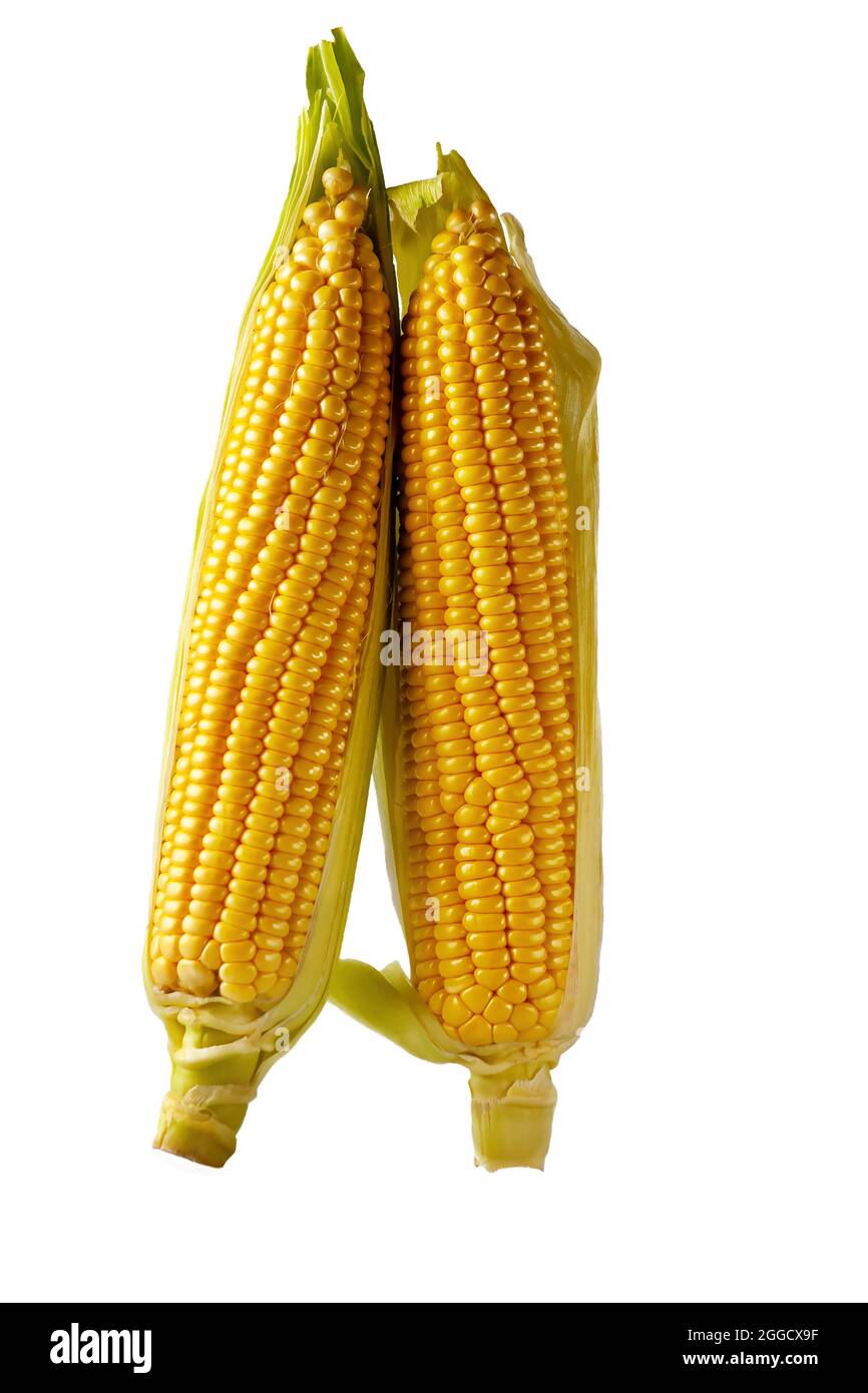 Frischer Mais auf dem Maiskolben. Ähre von Mais isoliert auf weißem Hintergrund. Stockfoto