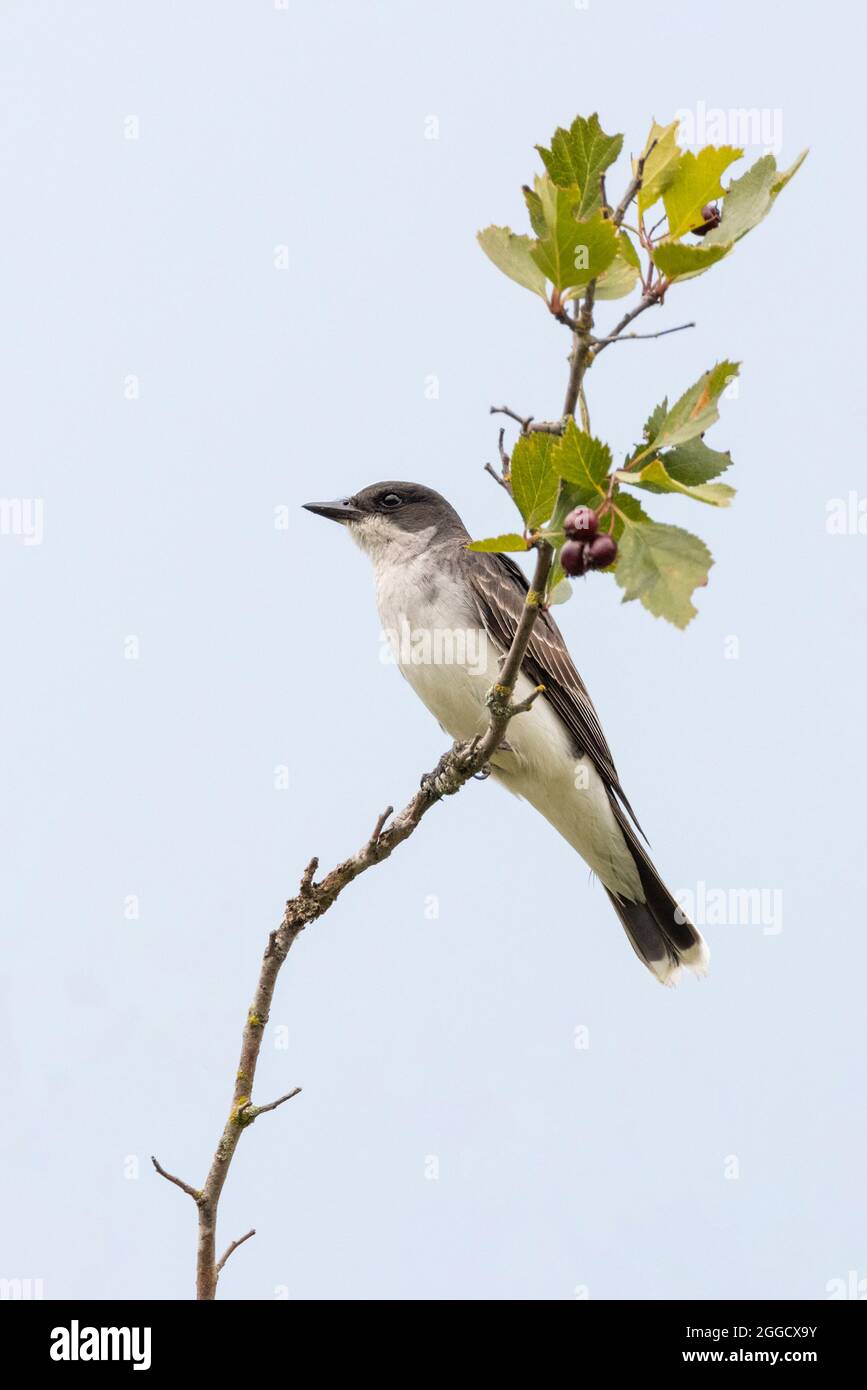 Östlicher Königsvogelvögel in Port Coquitlam, BC, Kanada Stockfoto
