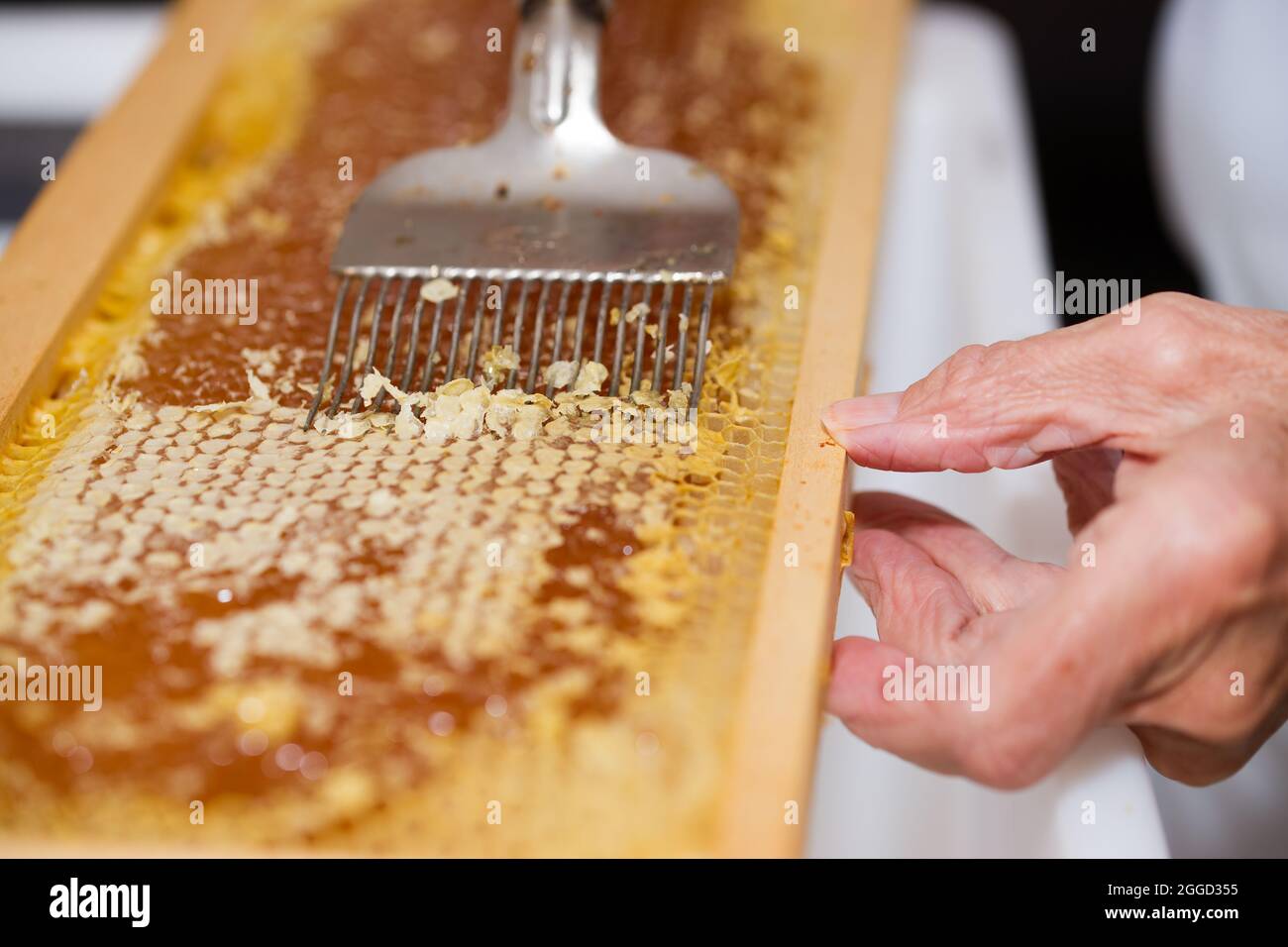 Entkappung und Öffnung der Honigwabe zum Sammeln von Honig. August, Südfrankreich Stockfoto