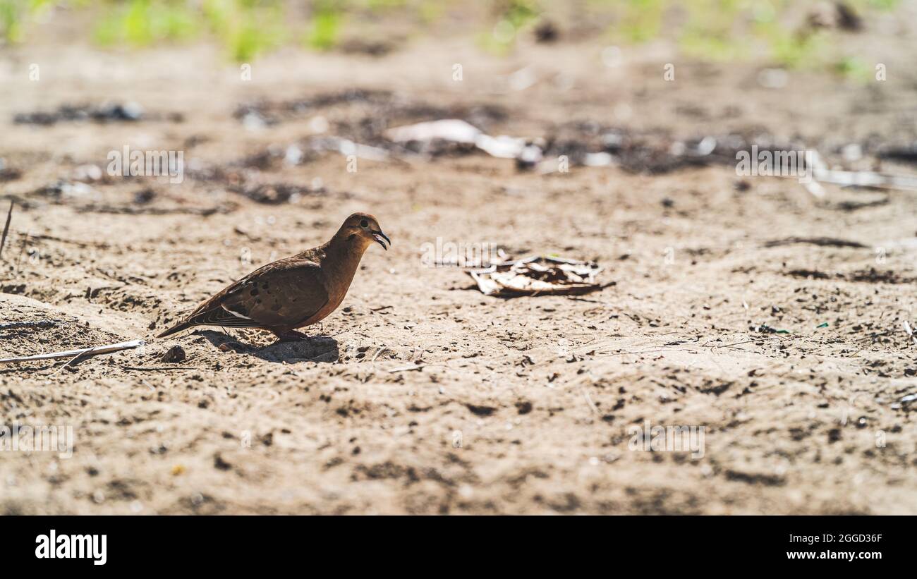 Zenaida Dove Zenaida aurita am Strand in Puerto Rico Stockfoto