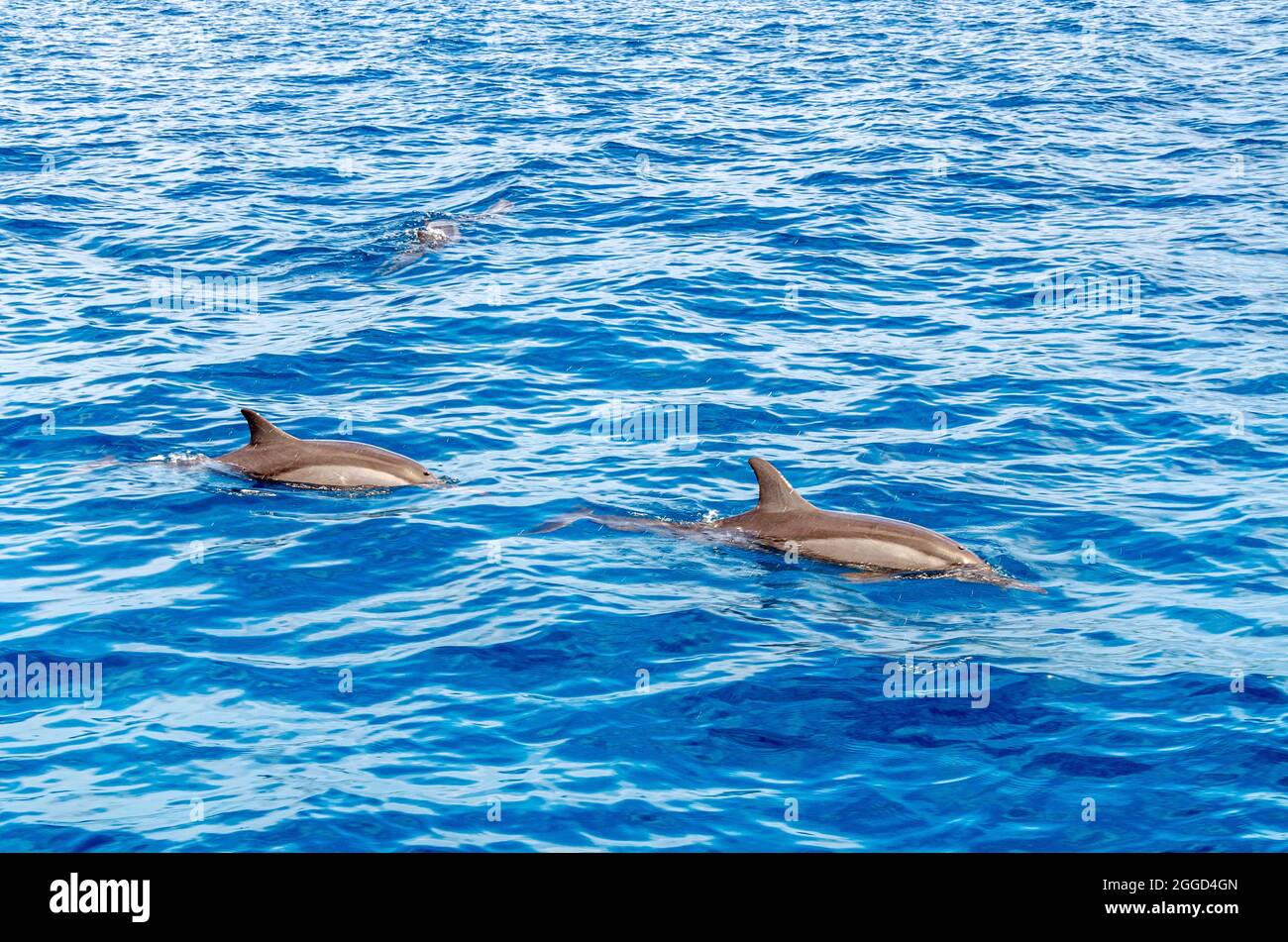 Wilde Delphine schwimmen frei mit Freude im Meer Stockfoto