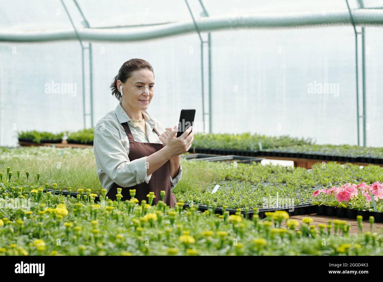 Zeitgenössische Frau mit Smartphone in der Hand und Ohrhörern in den Ohren, die am Arbeitsplatz Online-Videos ansieht Stockfoto