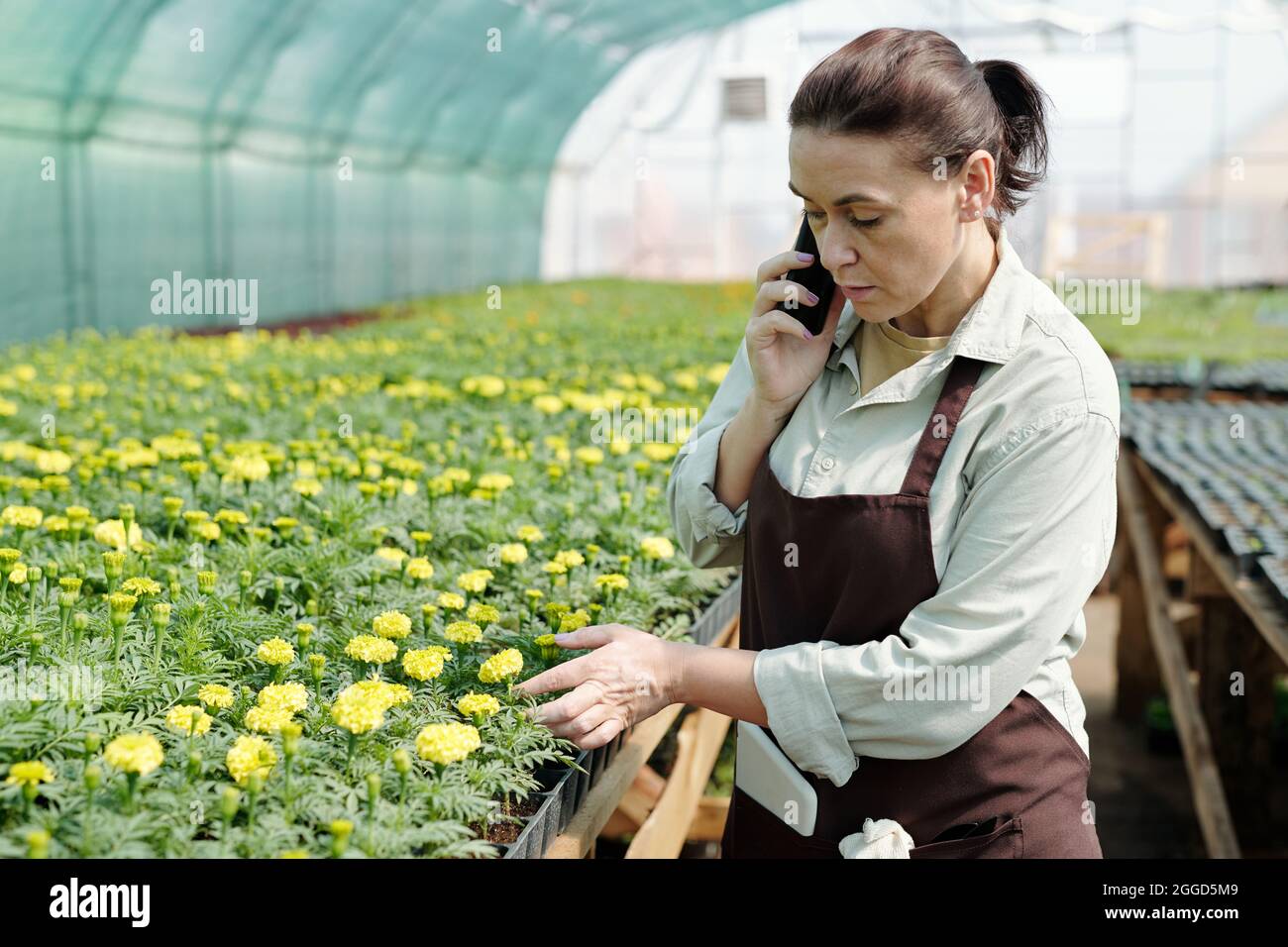 Comfident Gärtner in Arbeitskleidung im Gespräch auf dem Smartphone und Blick auf gelbe Ringelblumen Stockfoto