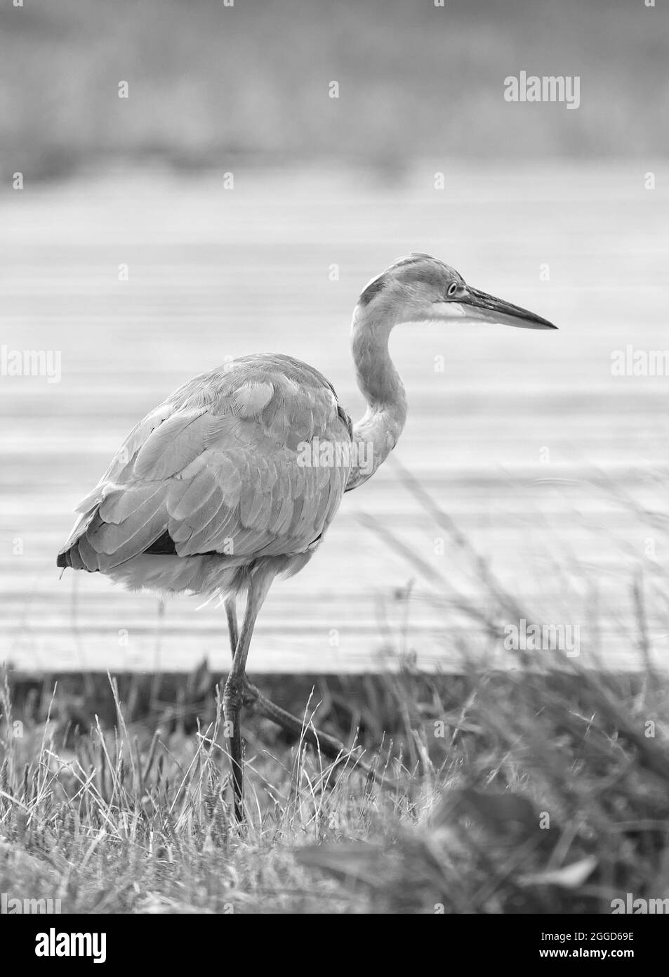 Ardea cinerea, schwarz-weißes Porträt von großen blauen Reiher, die am Seeufer spazieren Stockfoto