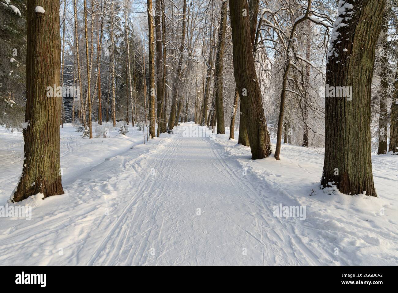 Winterfußgängerstraße zwischen dem Fichtenpark mit Schneeverwehungen am Straßenrand Stockfoto