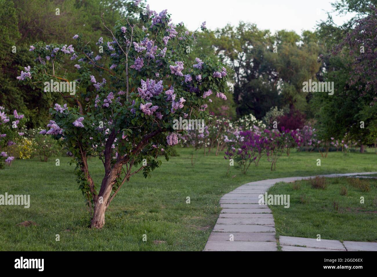 Blühender dekorativer lila Flieder Syringa-Baum auf dem grünen Hintergrund aus den Blättern im Park, vor dem Hintergrund anderer Bäume Stockfoto