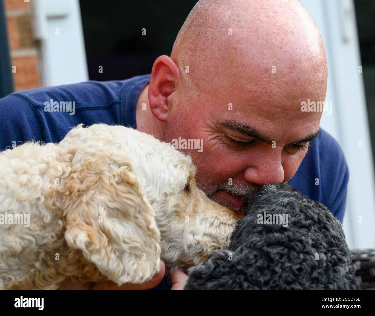 Ein kahlköpfiger Mann, der seinen beiden Labradoodle-Hunden Zuneigung zeigt Stockfoto