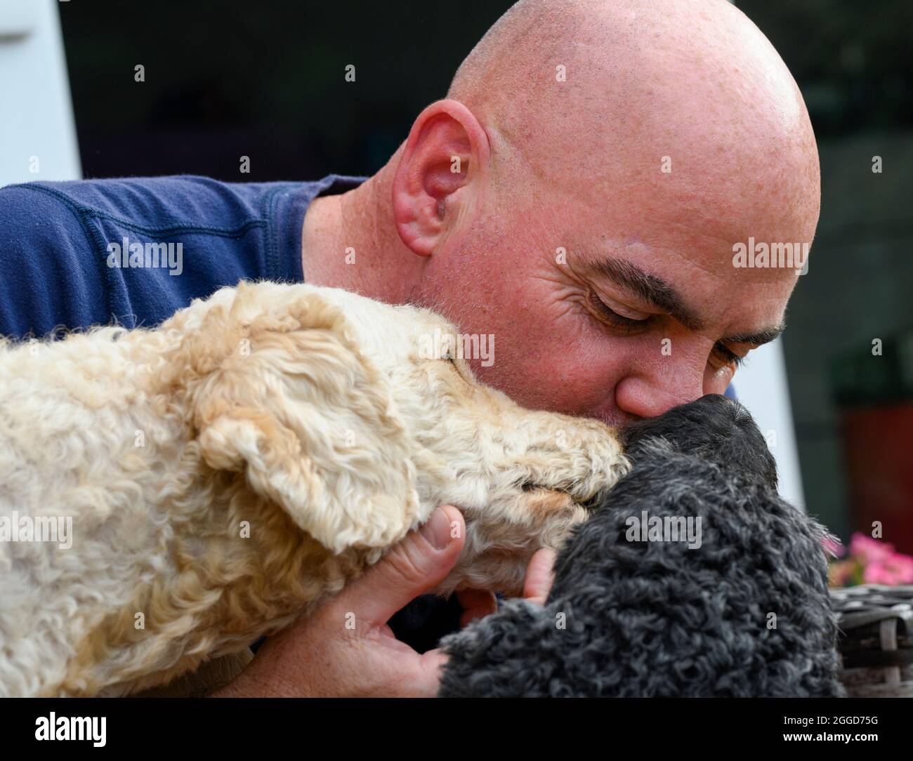 Ein kahlköpfiger Mann, der seinen beiden Labradoodle-Hunden Zuneigung zeigt Stockfoto